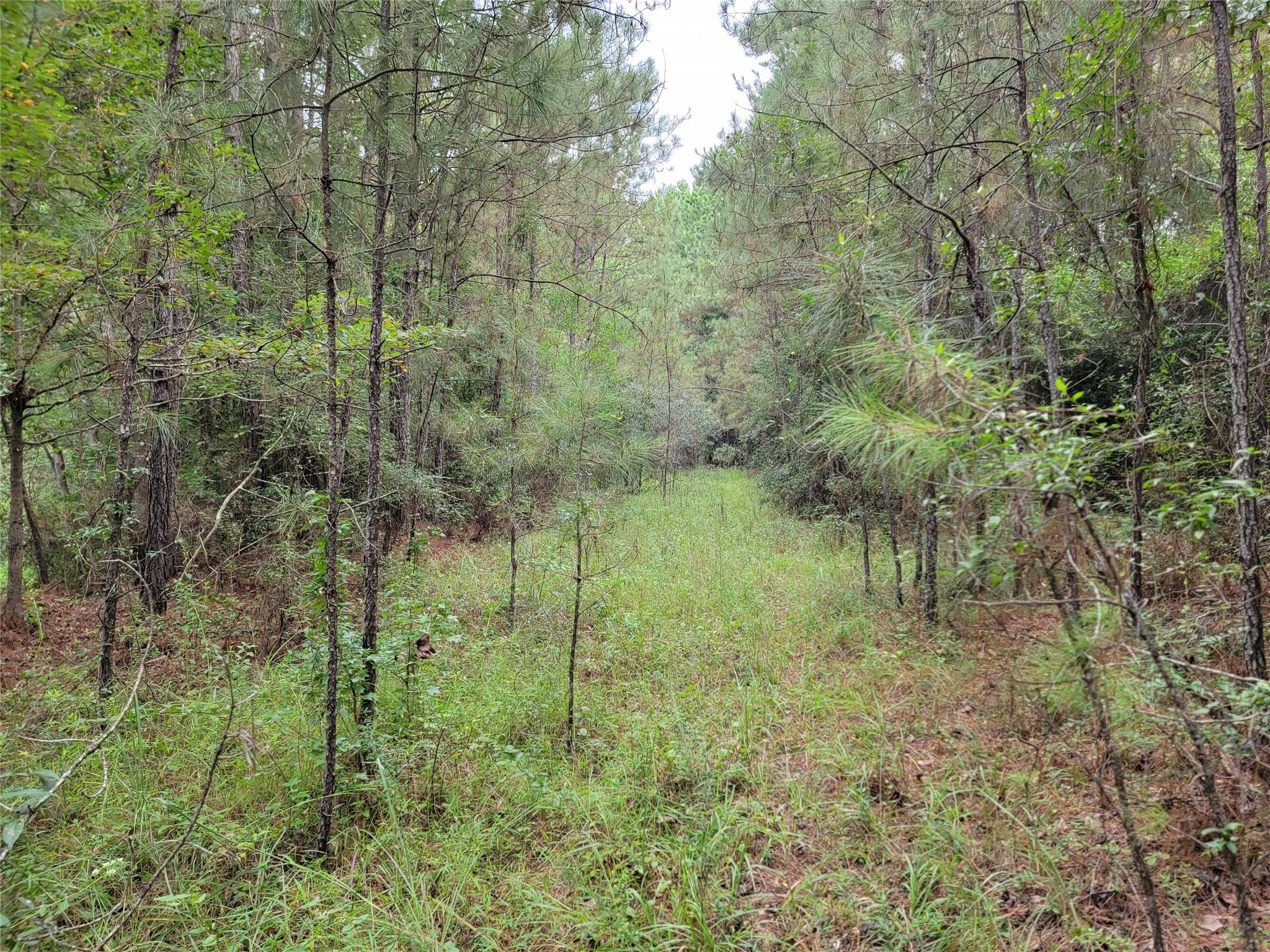 20122 Meadow Lake Road Cleveland, TX 77328 - Photo 34 of 49 a view of a garden