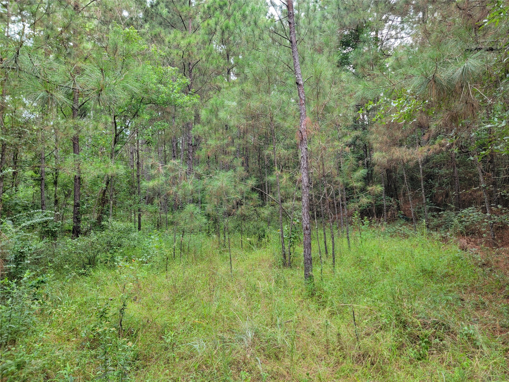 20122 Meadow Lake Road Cleveland, TX 77328 - Photo 35 of 49 a view of a lush green forest