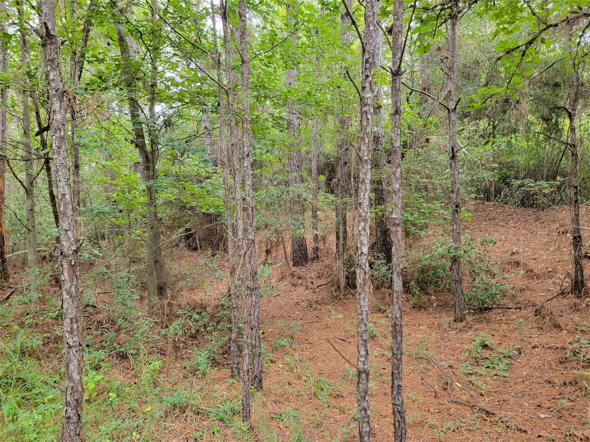 20122 Meadow Lake Road Cleveland, TX 77328 - Photo 36 of 49 a view of a forest with trees