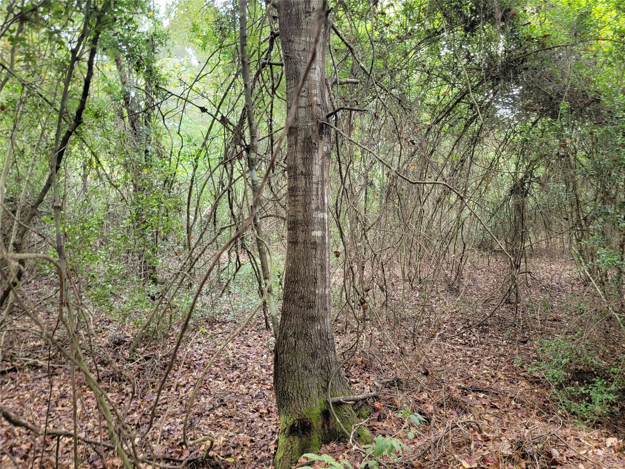 20122 Meadow Lake Road Cleveland, TX 77328 - Photo 37 of 49 a view of a forest with trees in front of it