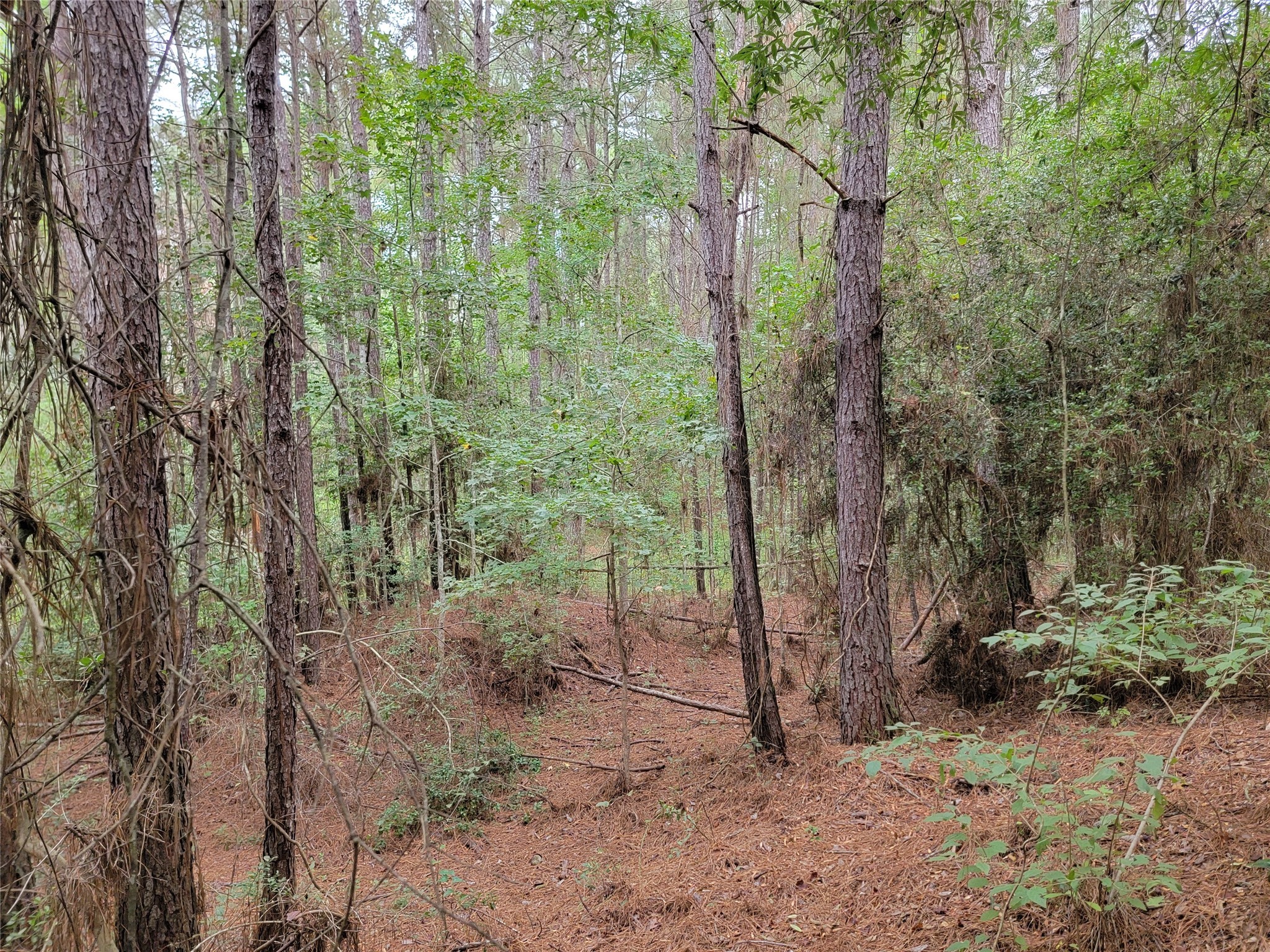 20122 Meadow Lake Road Cleveland, TX 77328 - Photo 38 of 49 a view of a forest that has large trees