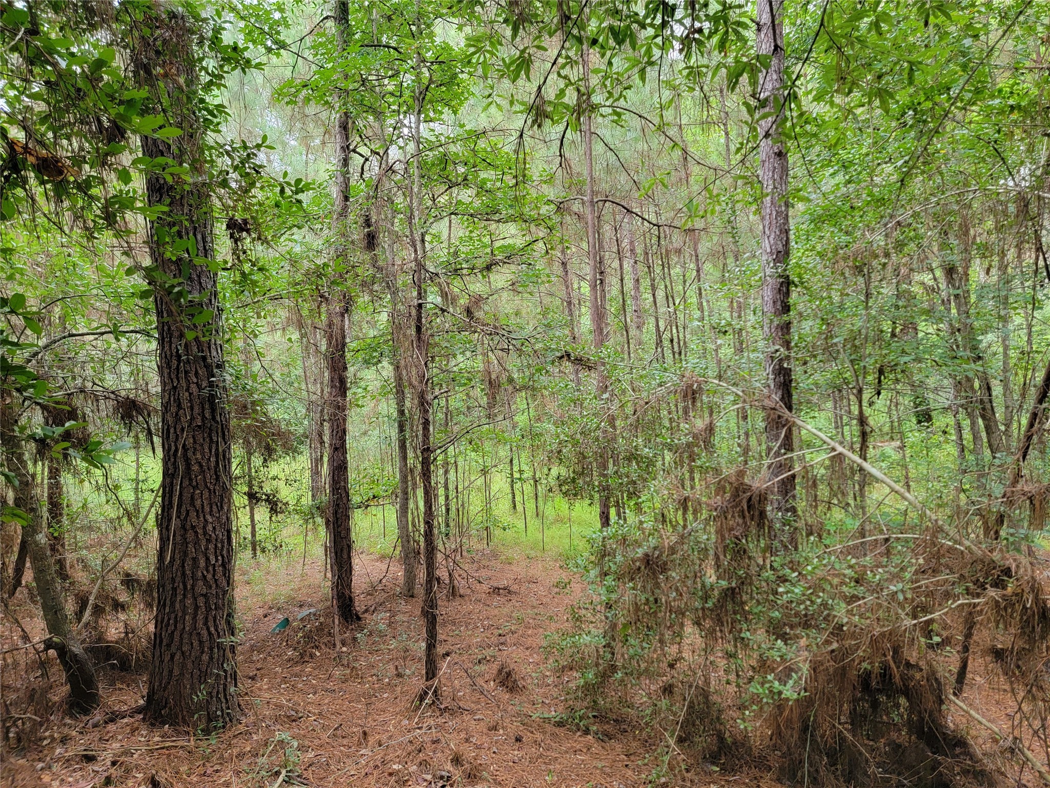 20122 Meadow Lake Road Cleveland, TX 77328 - Photo 40 of 49 a view of a forest with trees