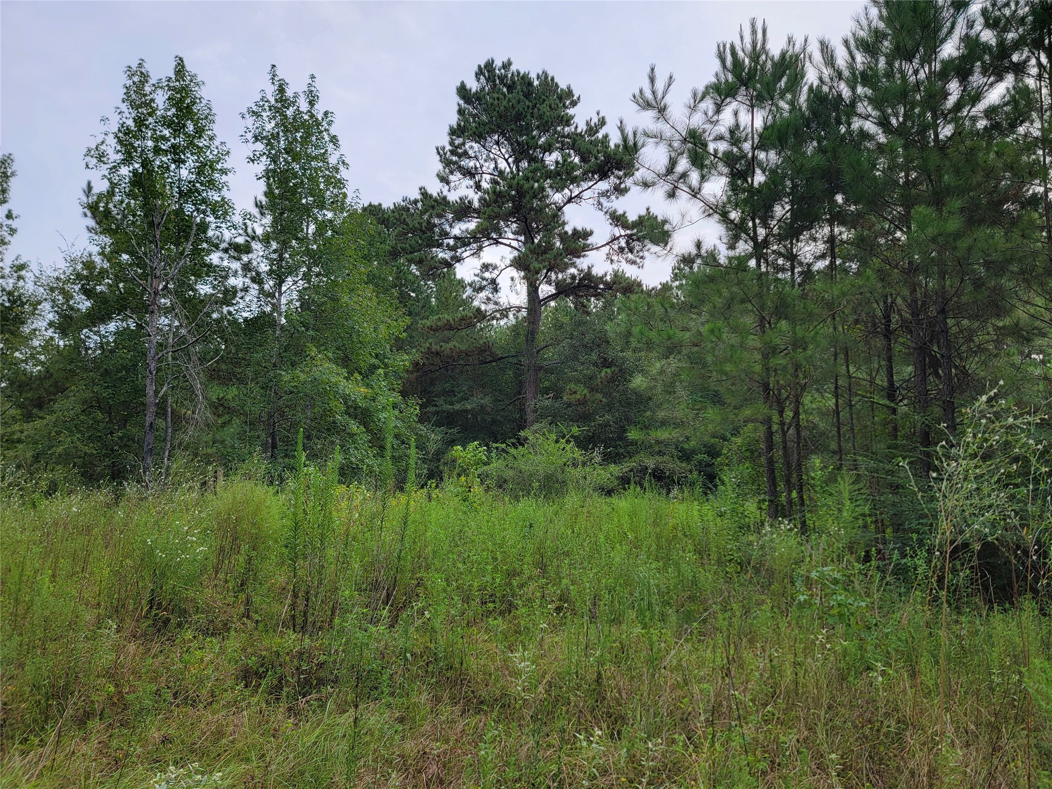 20122 Meadow Lake Road Cleveland, TX 77328 - Photo 4 of 49 a view of a lush green space