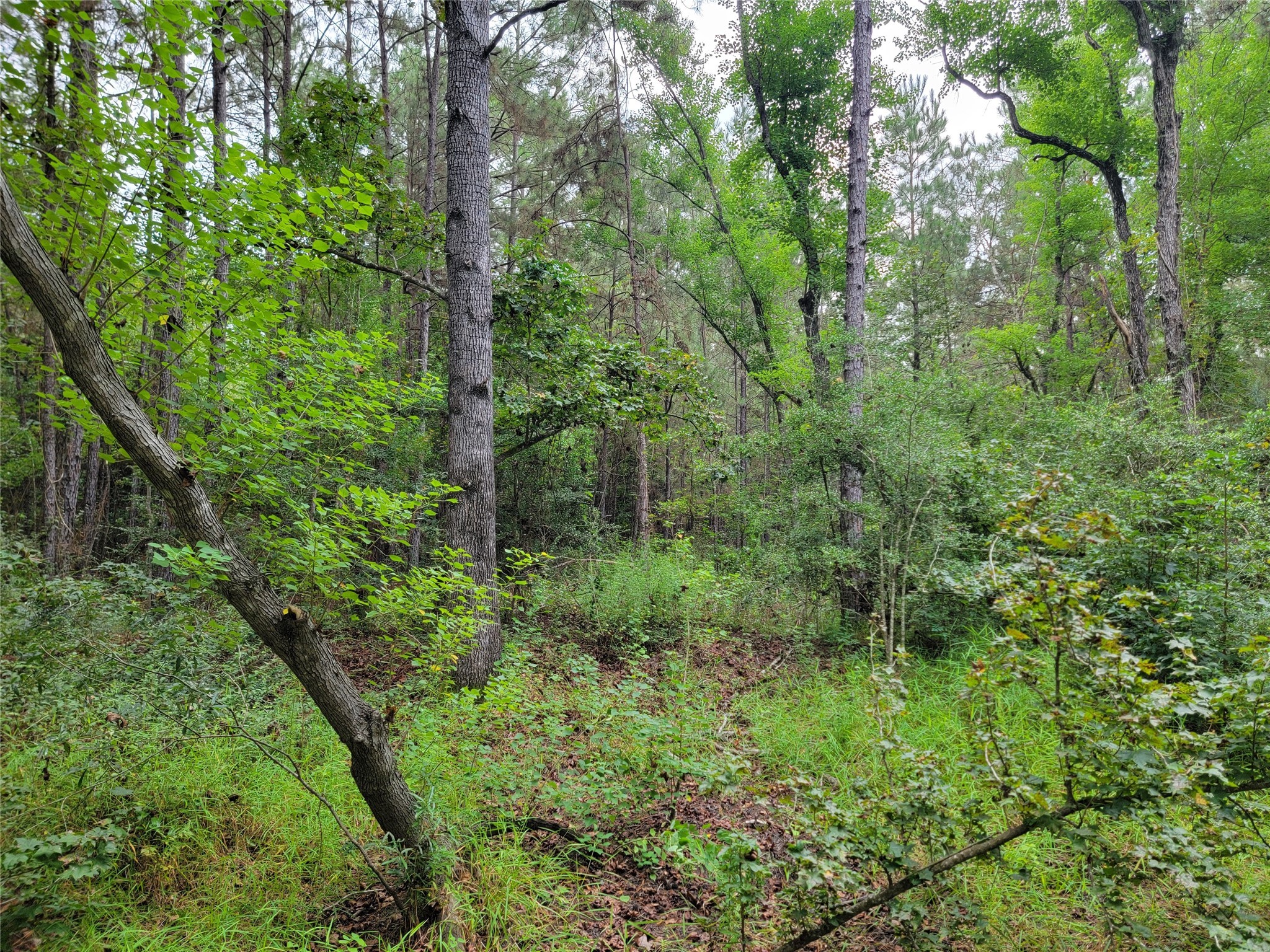 20122 Meadow Lake Road Cleveland, TX 77328 - Photo 41 of 49 a view of a lush green forest
