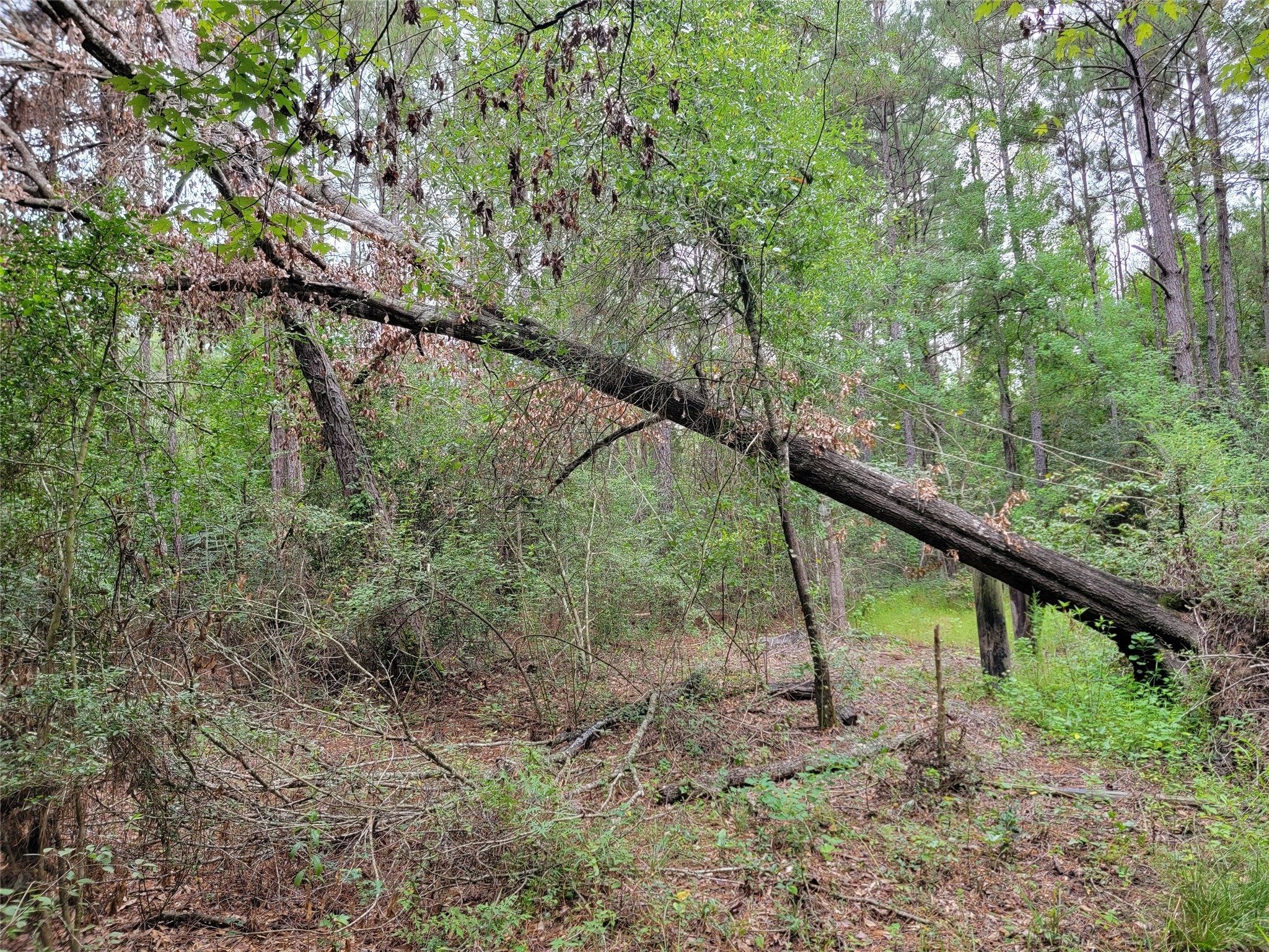 20122 Meadow Lake Road Cleveland, TX 77328 - Photo 42 of 49 a view of trees and small trees