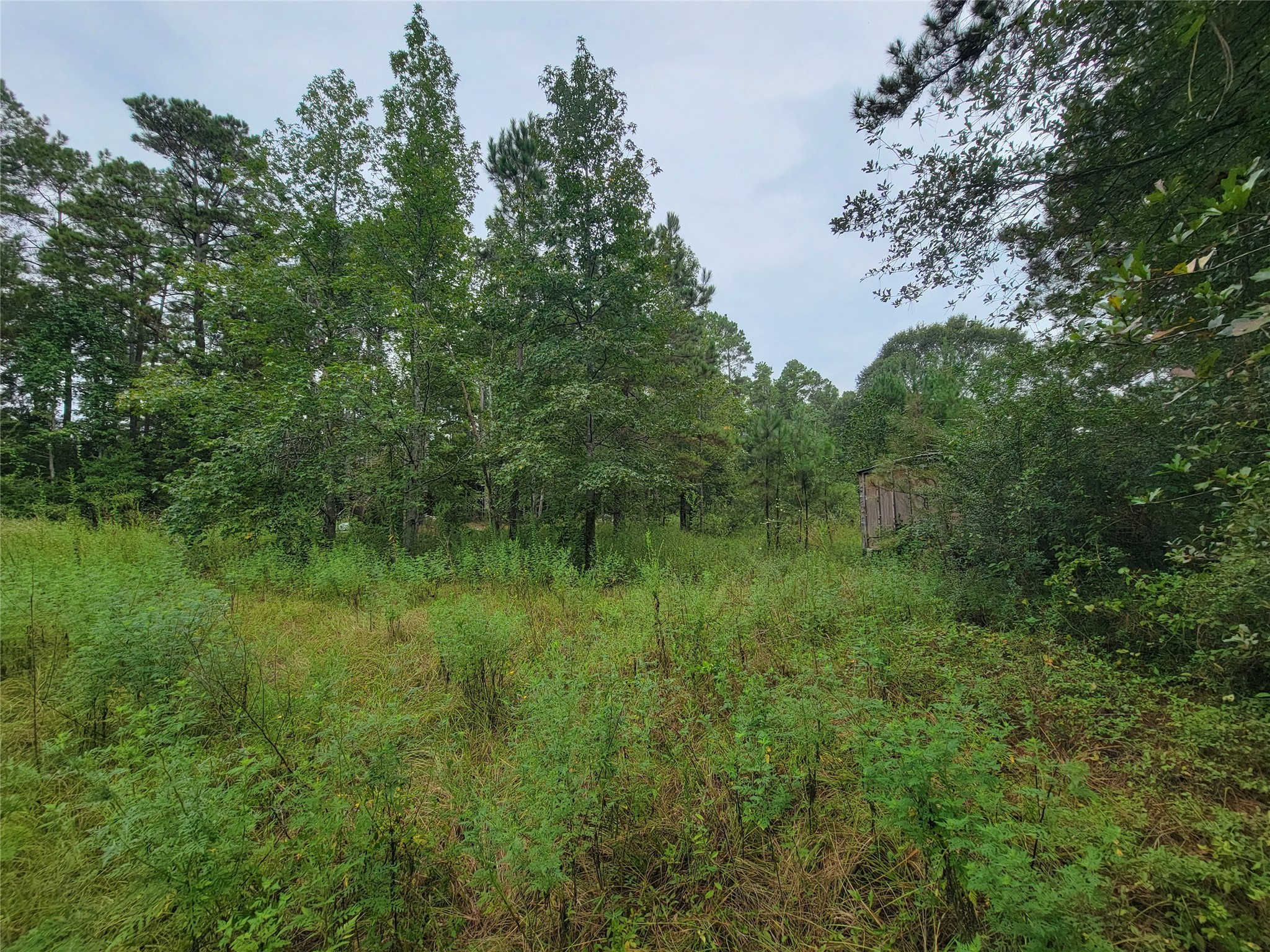 20122 Meadow Lake Road Cleveland, TX 77328 - Photo 44 of 49 a view of a lush green forest with lots of trees