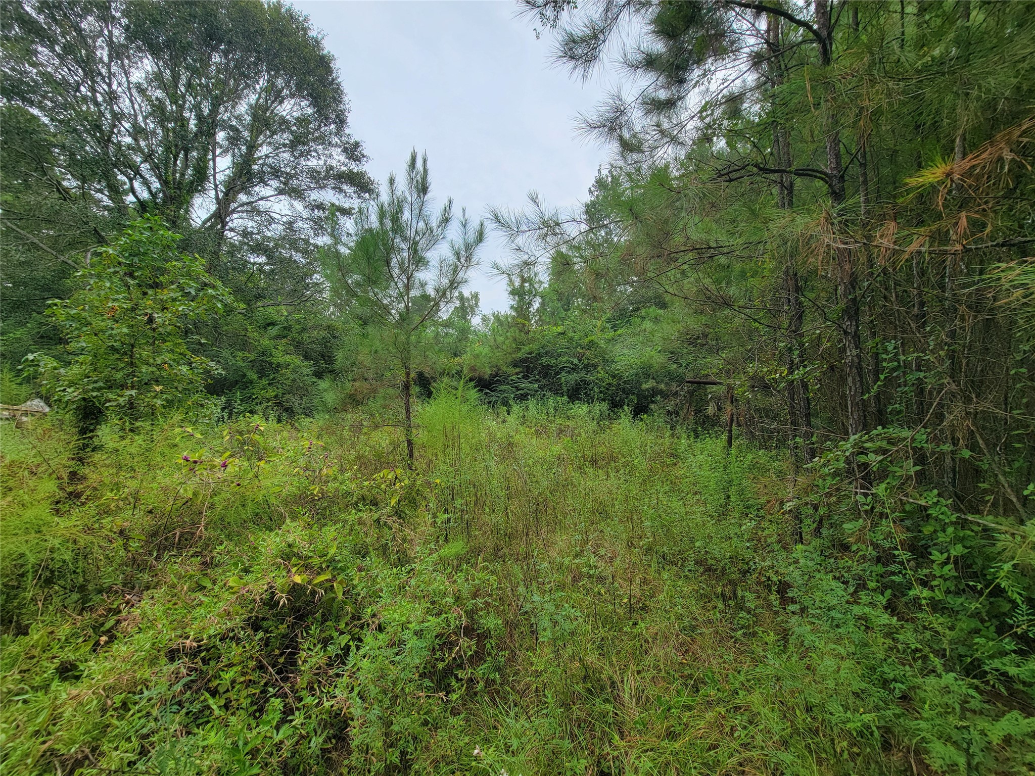 20122 Meadow Lake Road Cleveland, TX 77328 - Photo 45 of 49 a view of a lush green space