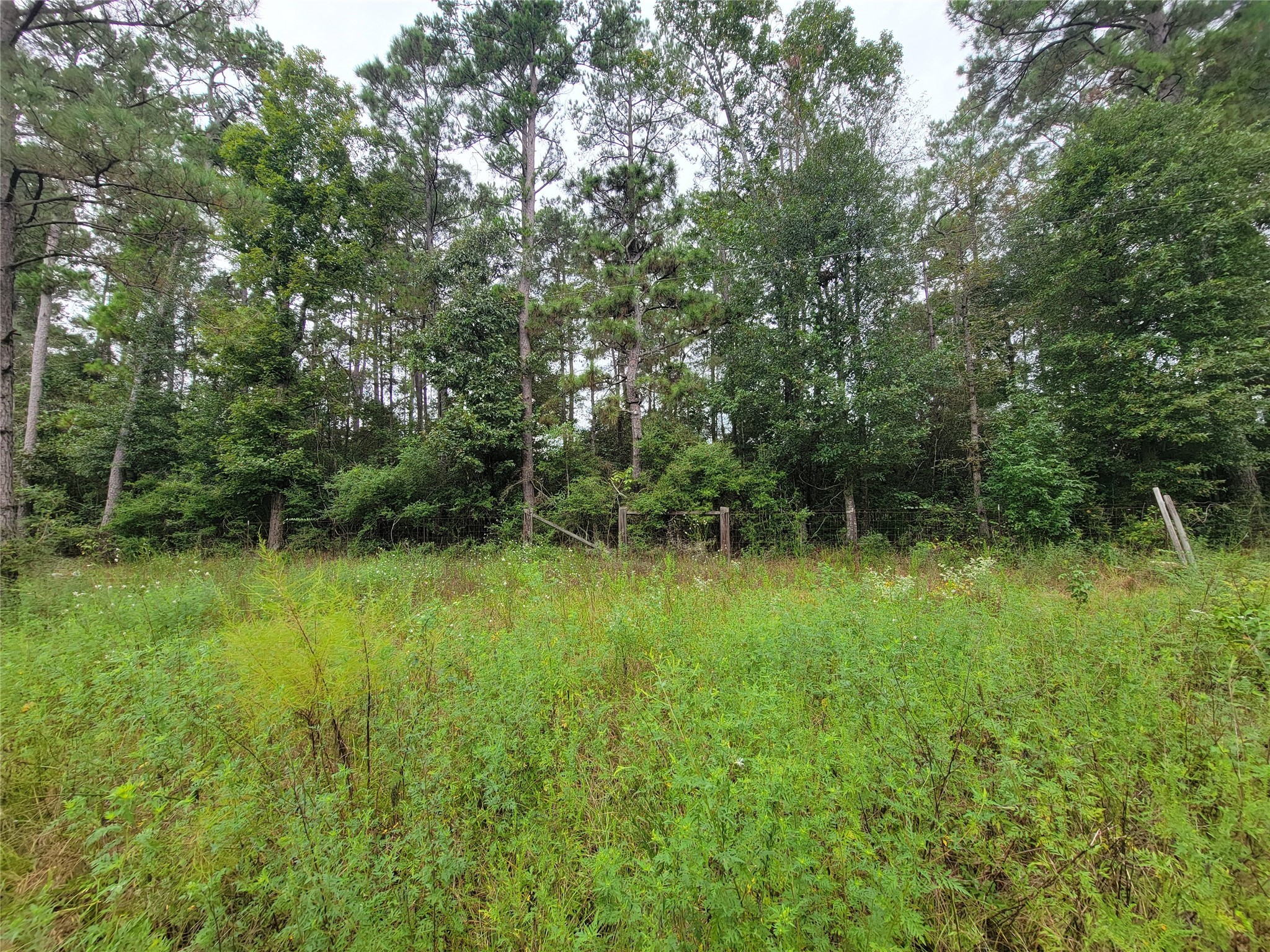 20122 Meadow Lake Road Cleveland, TX 77328 - Photo 47 of 49 a view of a lush green forest