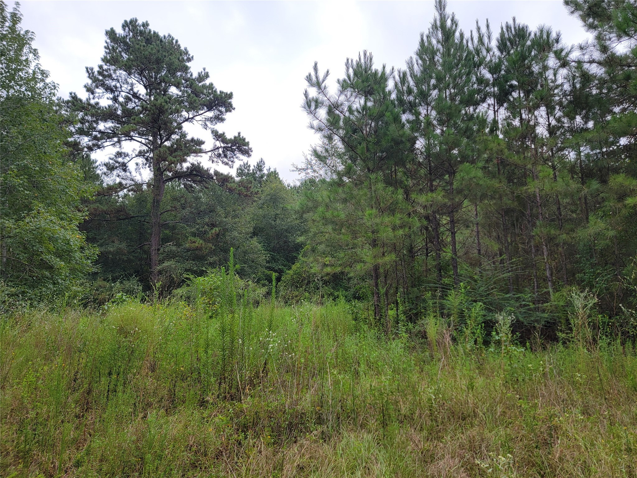20122 Meadow Lake Road Cleveland, TX 77328 - Photo 48 of 49 a view of a lush green space