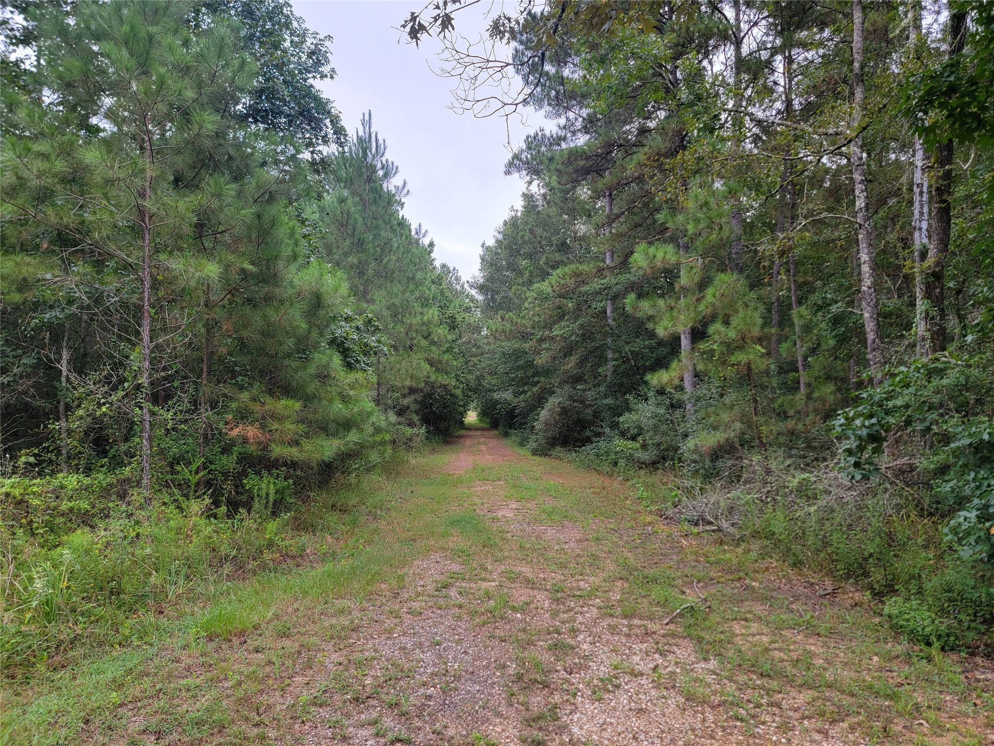 20122 Meadow Lake Road Cleveland, TX 77328 - Photo 49 of 49 a view of a forest with trees in the background