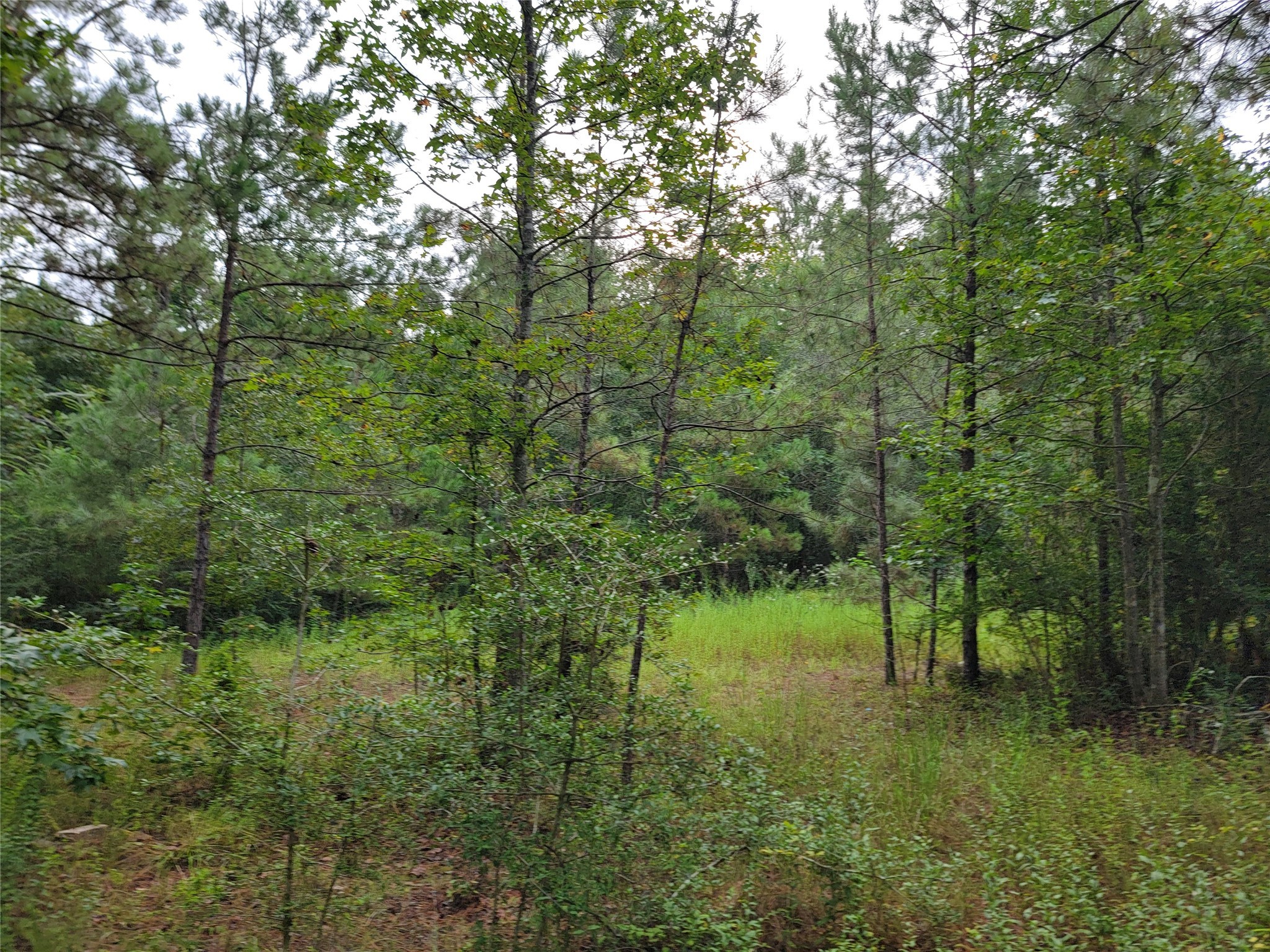 20122 Meadow Lake Road Cleveland, TX 77328 - Photo 7 of 49 a view of a lush green forest