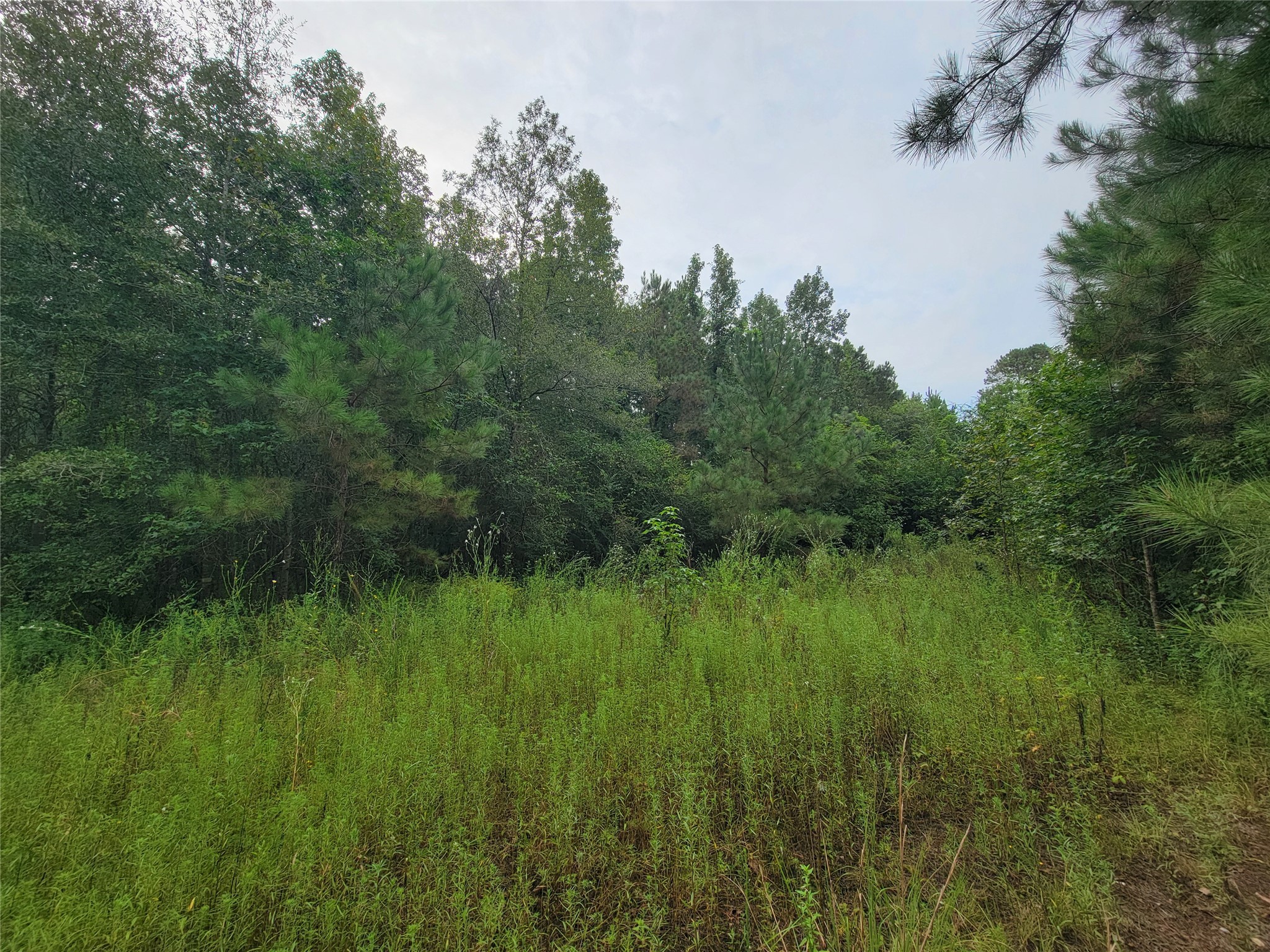 20122 Meadow Lake Road Cleveland, TX 77328 - Photo 8 of 49 a view of a lush green space