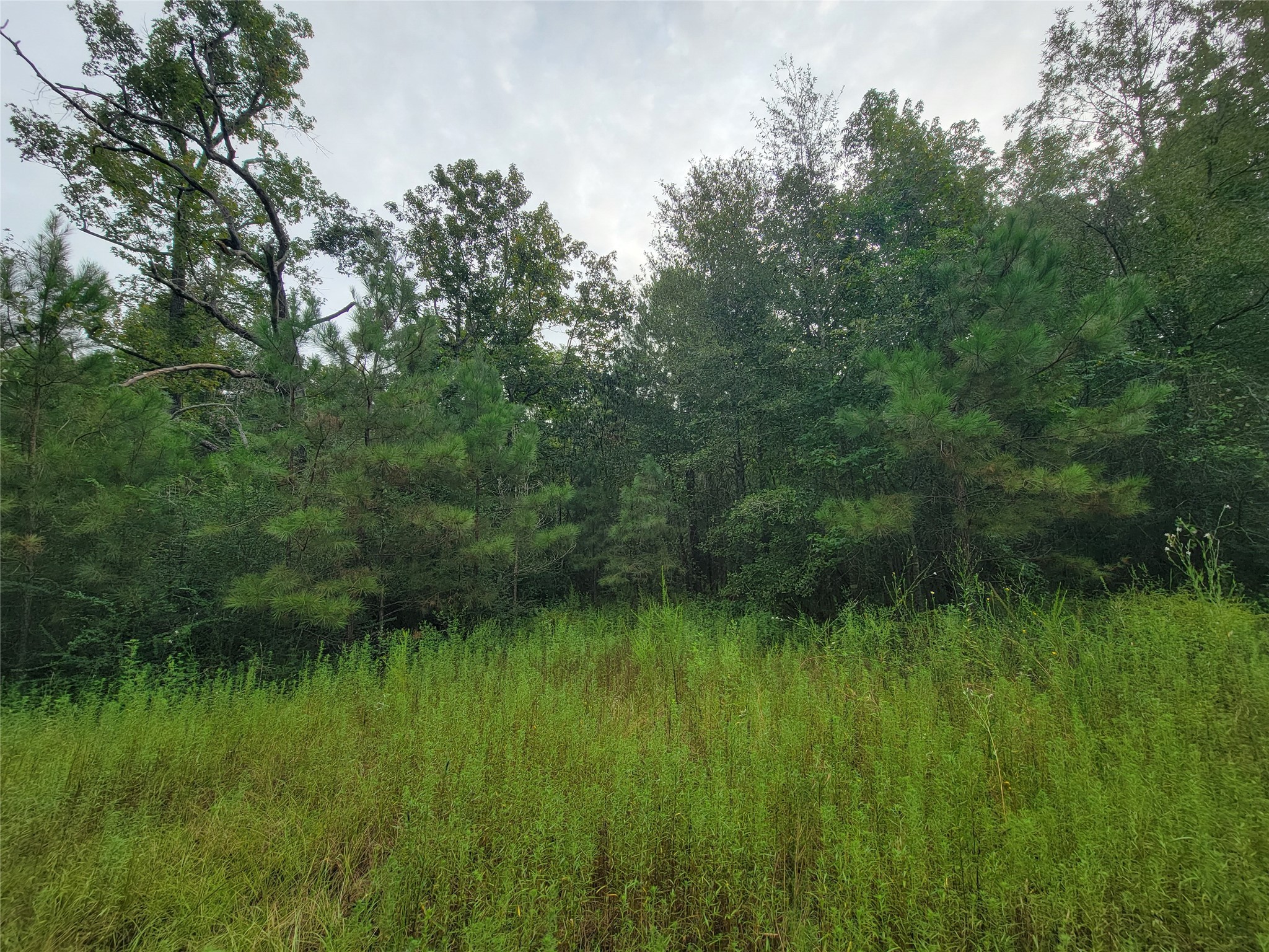20122 Meadow Lake Road Cleveland, TX 77328 - Photo 9 of 49 a view of a lush green space