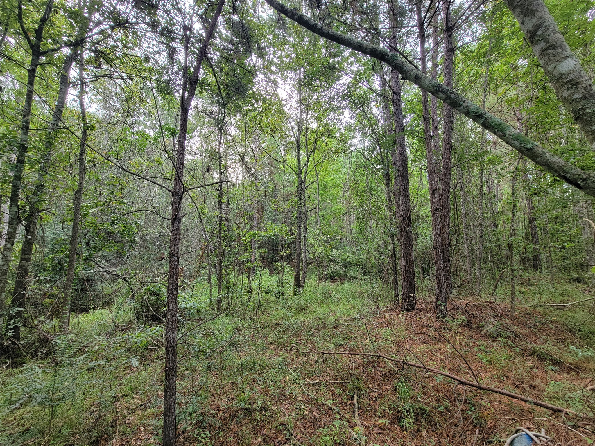 20122 Meadow Lake Road Cleveland, TX 77328 - Photo 10 of 49 a view of a lush green forest