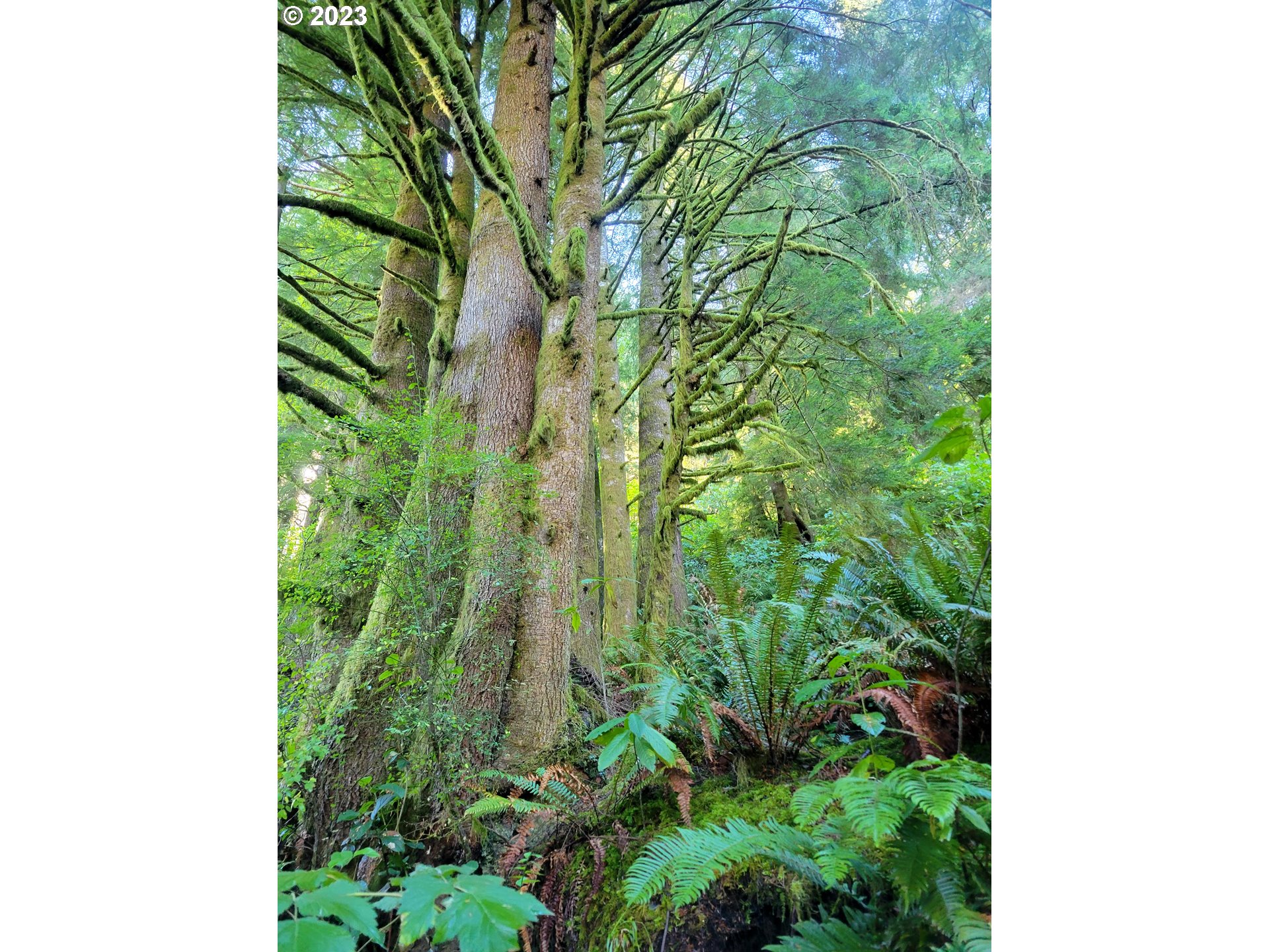 Miami Foley Road, Unit 800 Nehalem, OR 97131 - Photo 7 of 7 a backyard of a house
