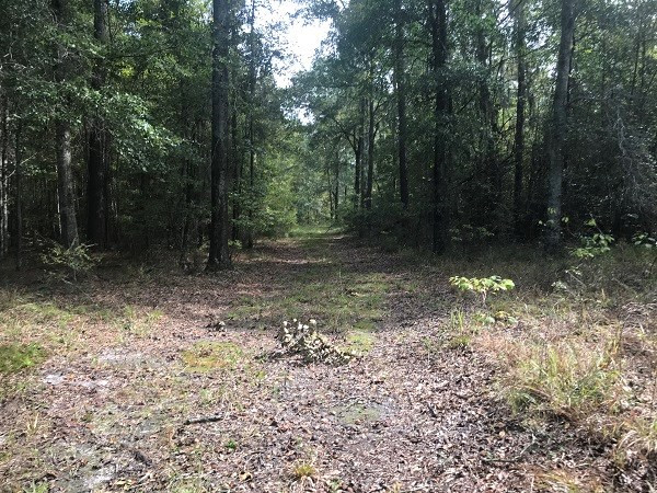 Calvary Road Benson, NC 27504 - Photo 7 of 10 Photo 7