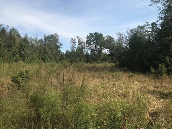 Calvary Road Benson, NC 27504 - Photo 8 of 10 Photo 8