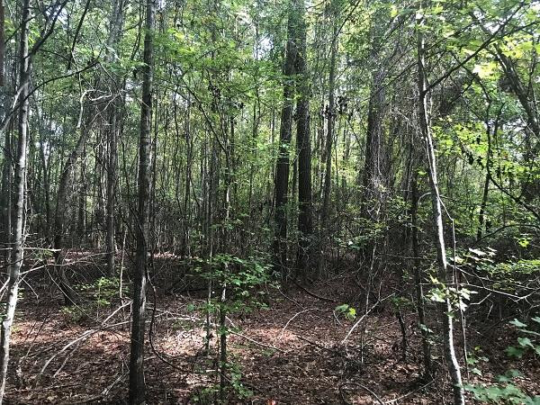 Calvary Road Benson, NC 27504 - Photo 10 of 10 Photo 10