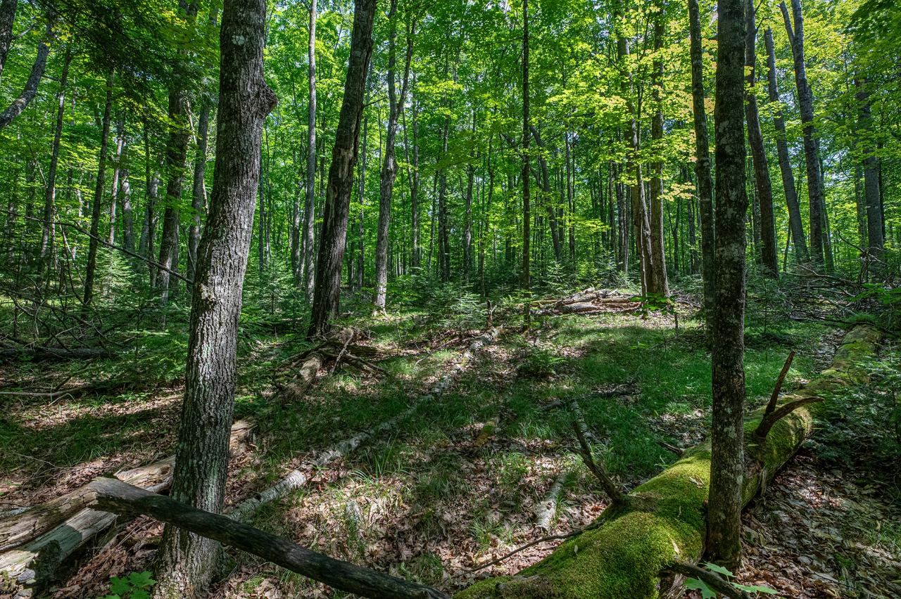 Lot 6 East Anvil Lake Road Eagle River, WI 54521 - Photo 7 of 22 Gallery Image 7