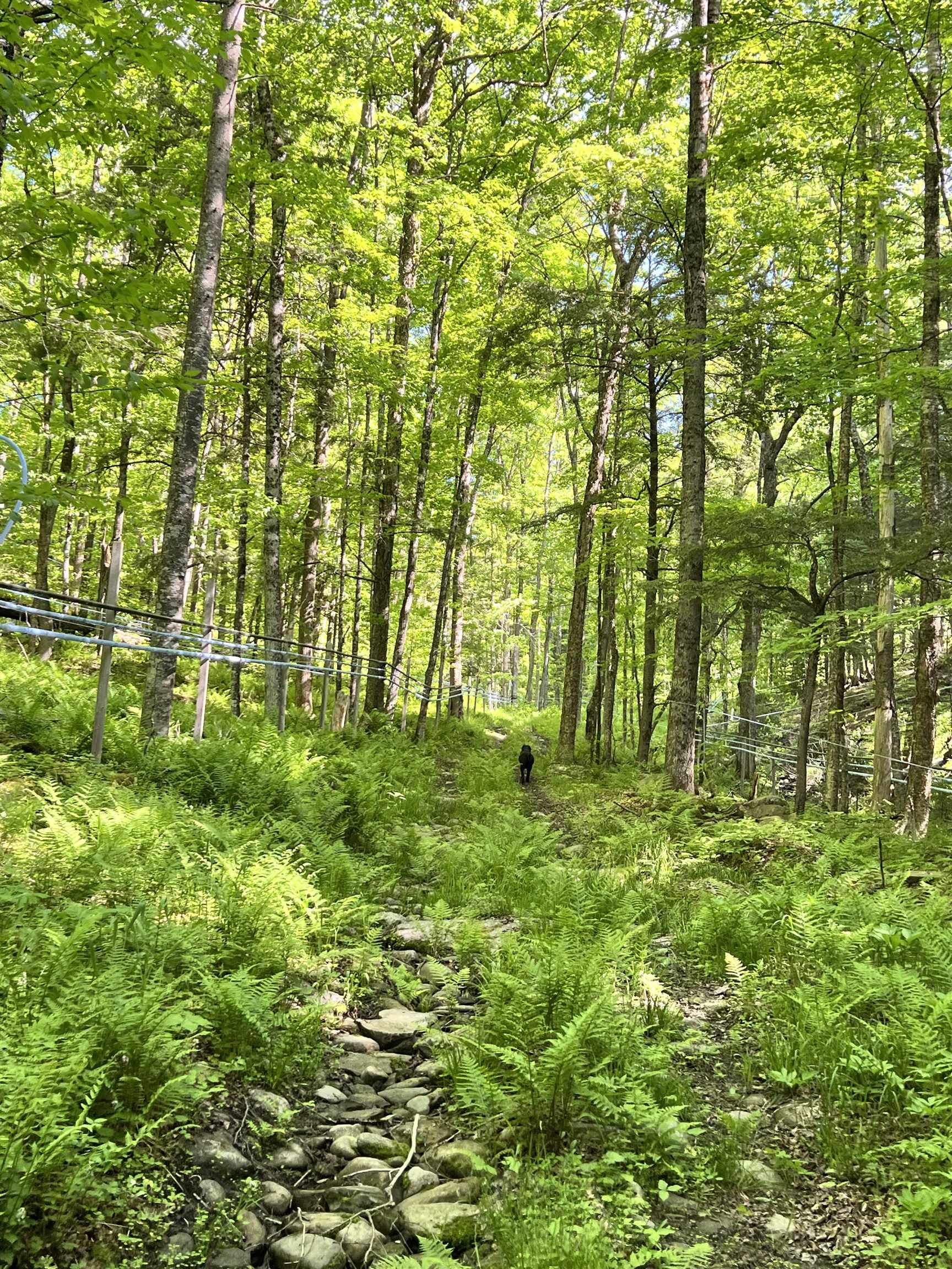 1036 Town Hill Road Wolcott, VT 05680 - Photo 11 of 59