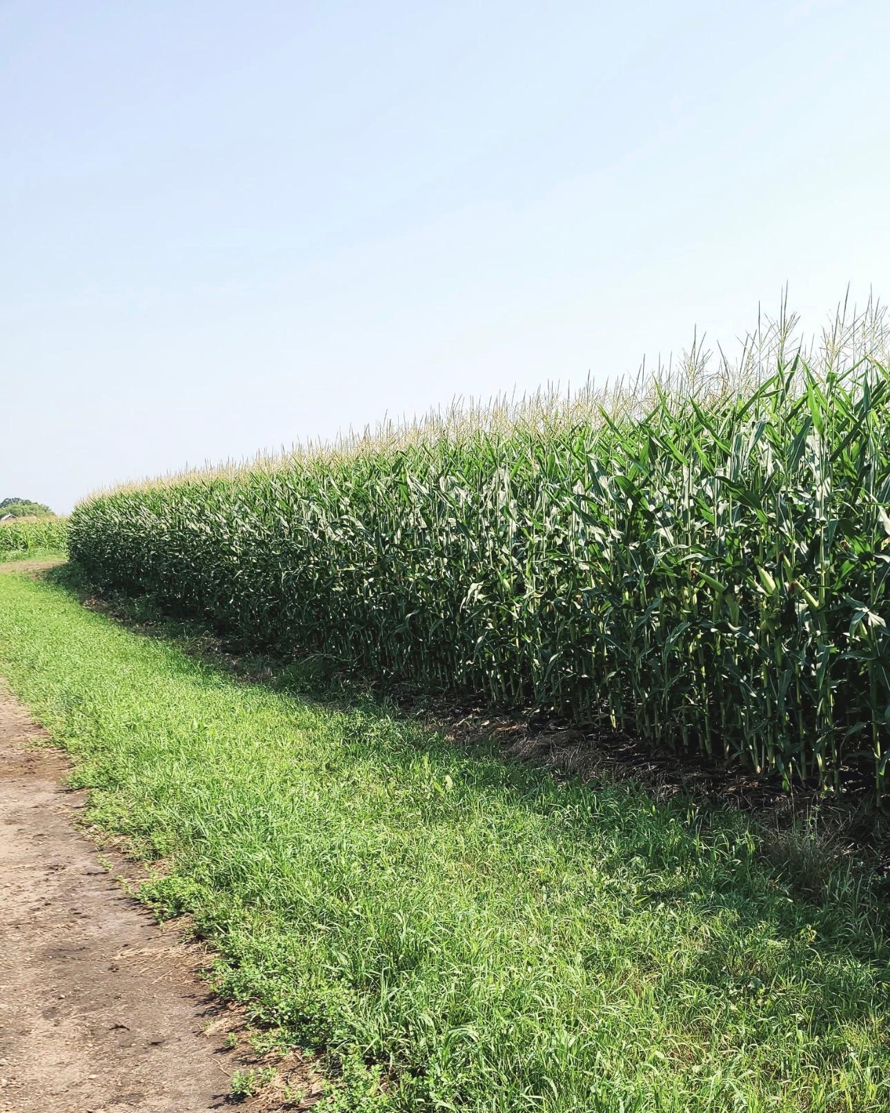 36 Long Prairie Long Prairie, MN 56347 - Photo 3 of 10