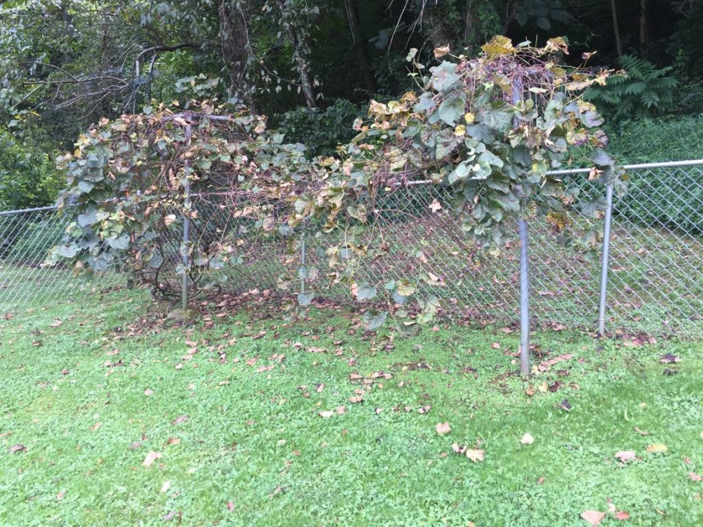 689 Long Hollow Road Elizabethton, TN 37643 - Photo 8 of 26 Photo 8