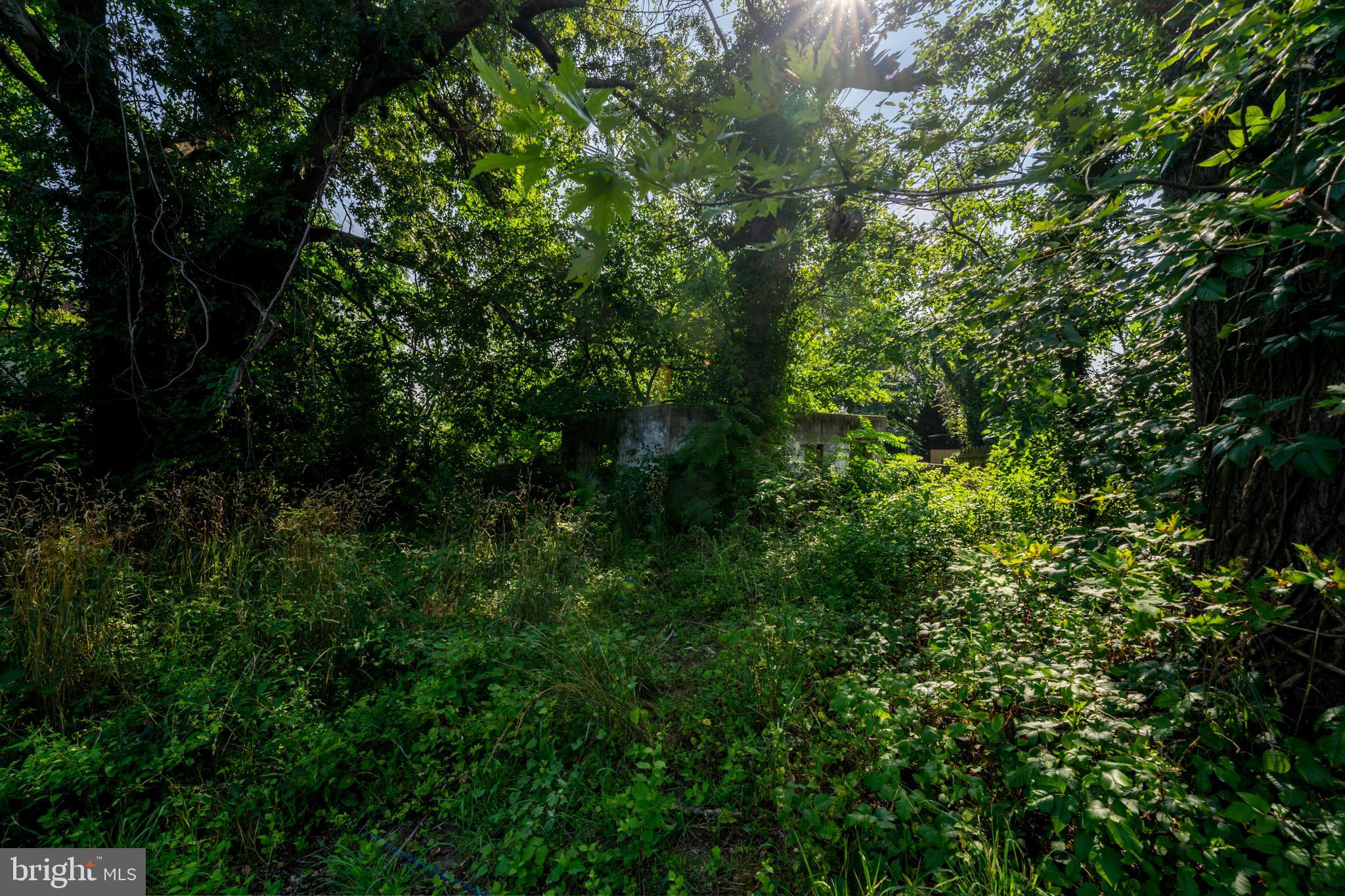 1707 Spence Street Baltimore, MD 21230 - Photo 8 of 9 a view of a lush green forest with lots of trees