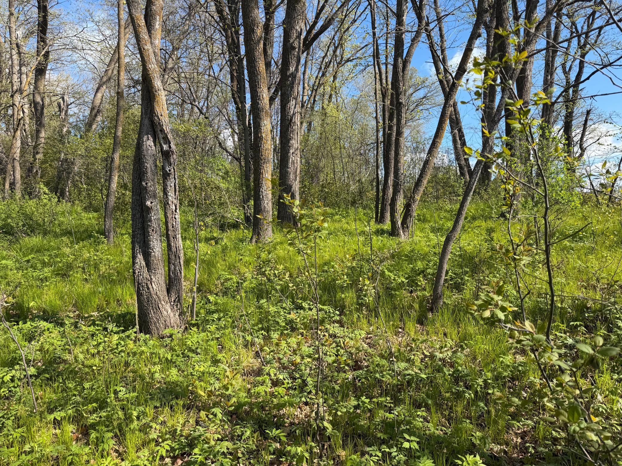 Tbd Pine Point Road Northwest Walker, MN 56484 - Photo 15 of 27