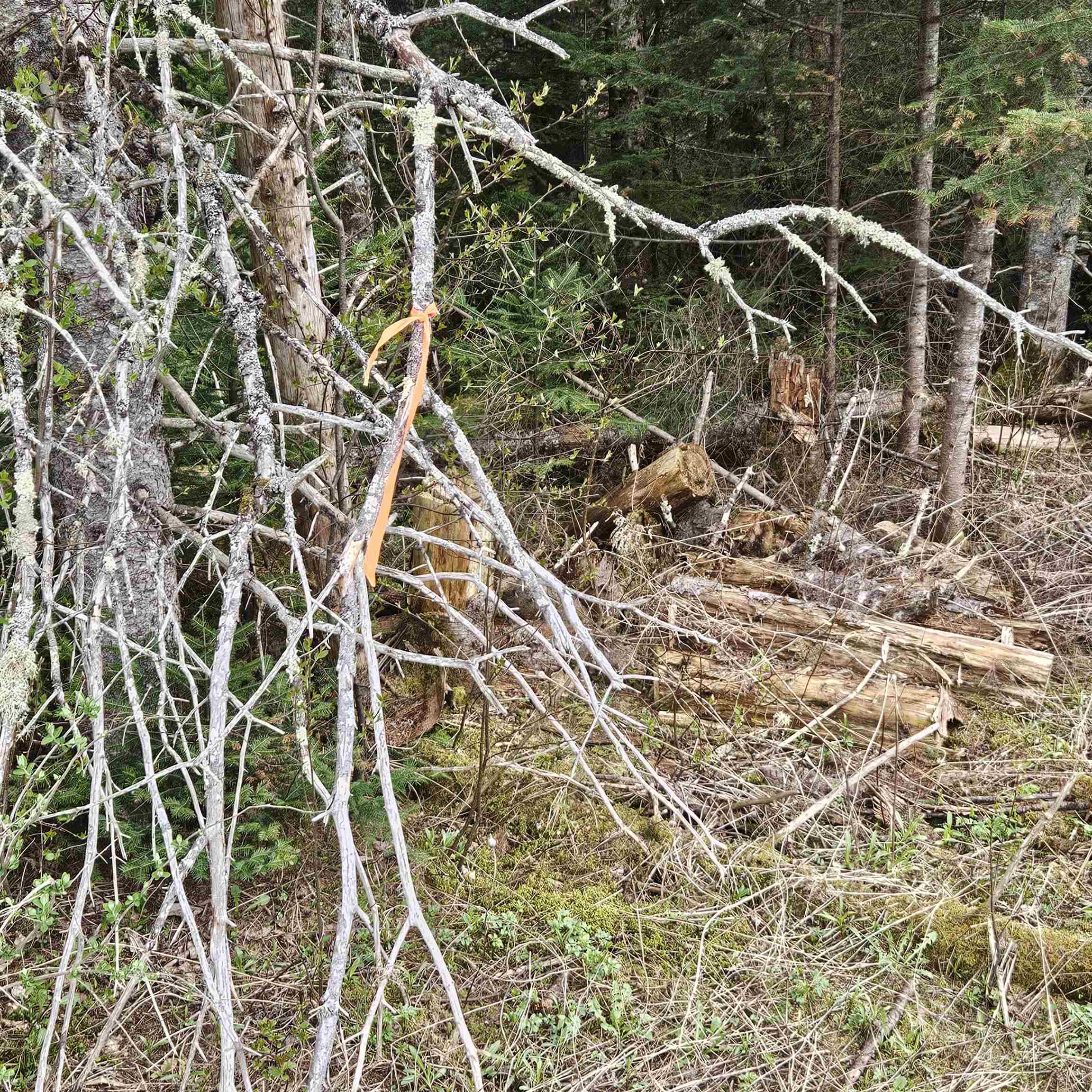 3839 Us Route 5 Sutton, VT 05867 - Photo 5 of 10