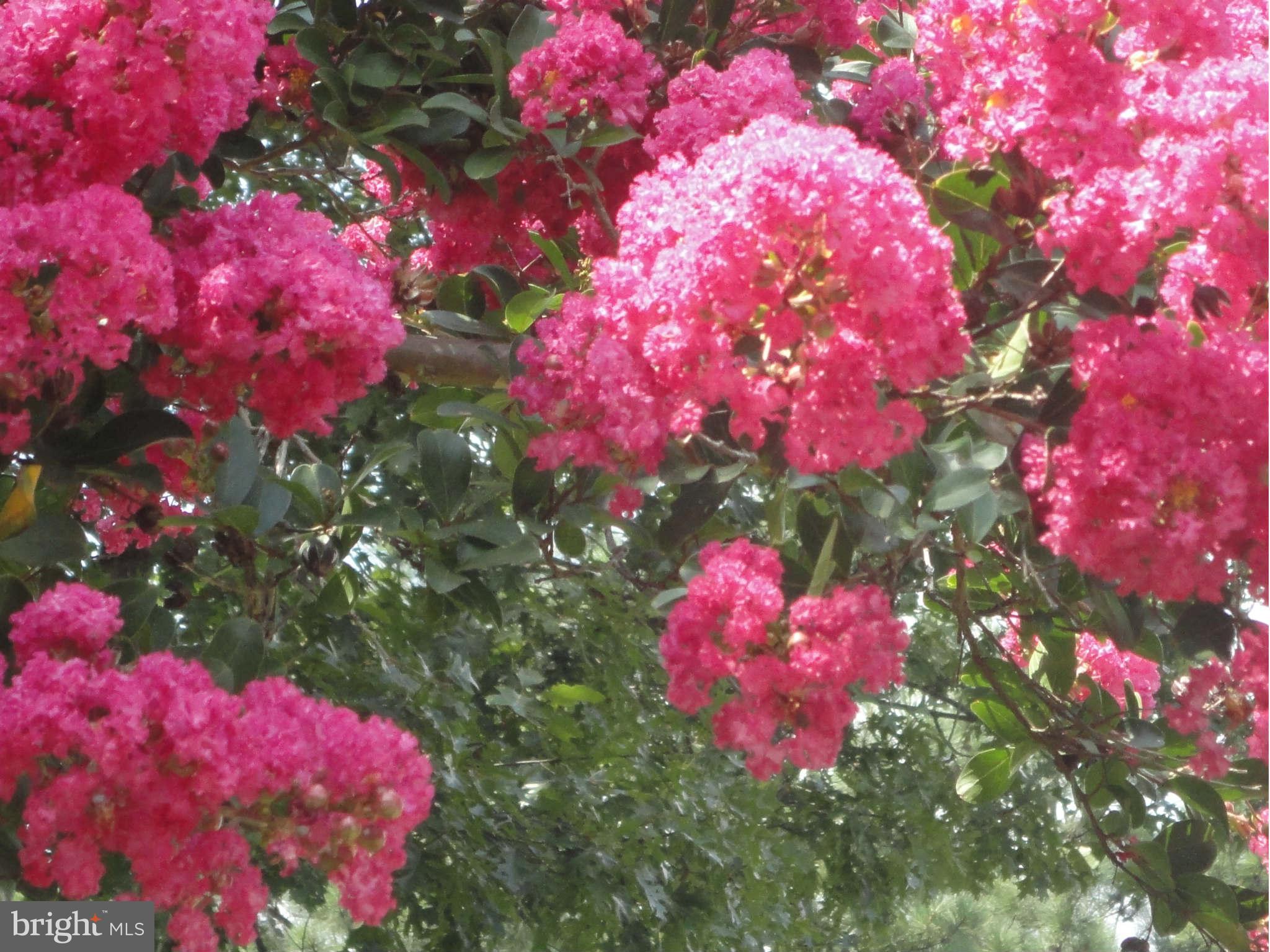 4705 St Leonard Road St. Leonard, MD 20685 - Photo 3 of 11 Beauty all Summer Long