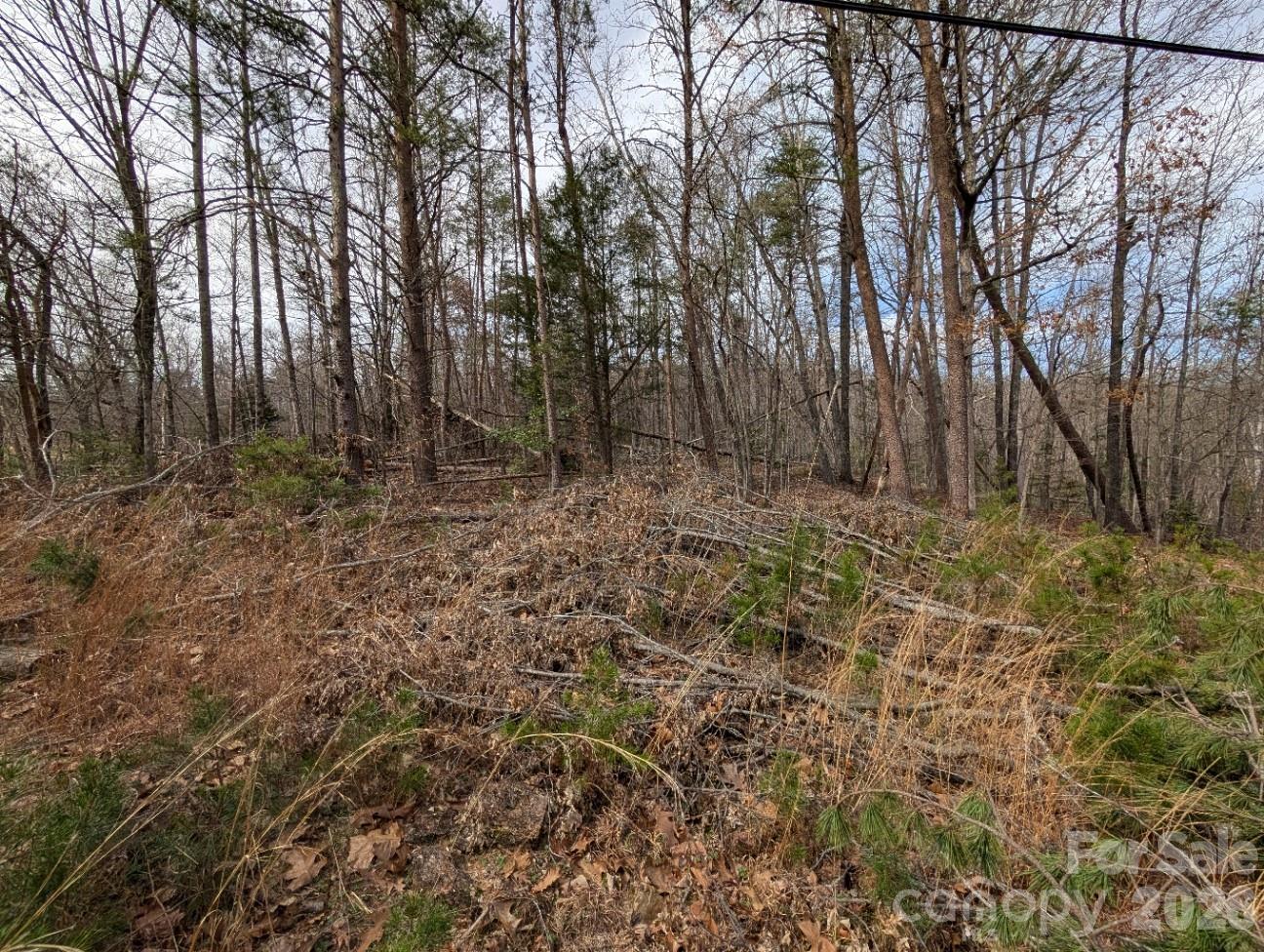 4960 Singleton Drive Morganton, NC 28655 - Photo 5 of 14 a big yard with lots of green space and plants