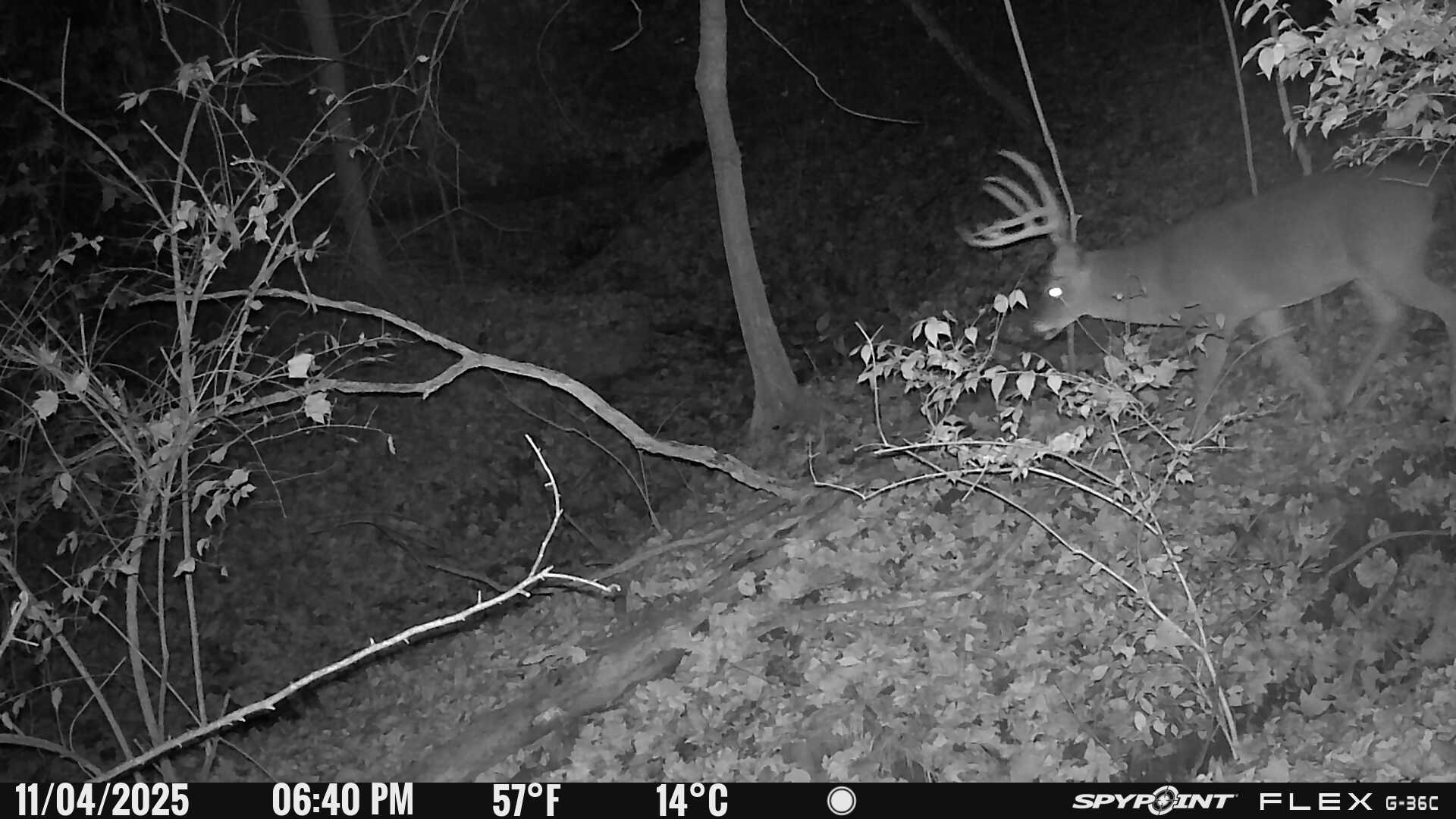 88 South Jungle Road Murphysboro, IL 62966 - Photo 35 of 36 Gallery Image 35
