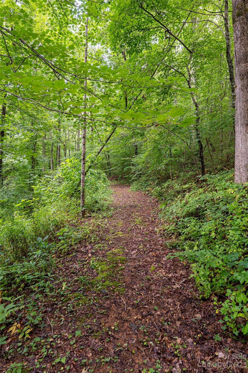 30 Clifford Drive Fairview, NC 28730 - Photo 41 of 47 a big yard with lots of green space and deers
