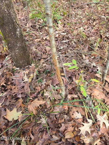 $99,000 | Tate Road, Natchez, MS 39120