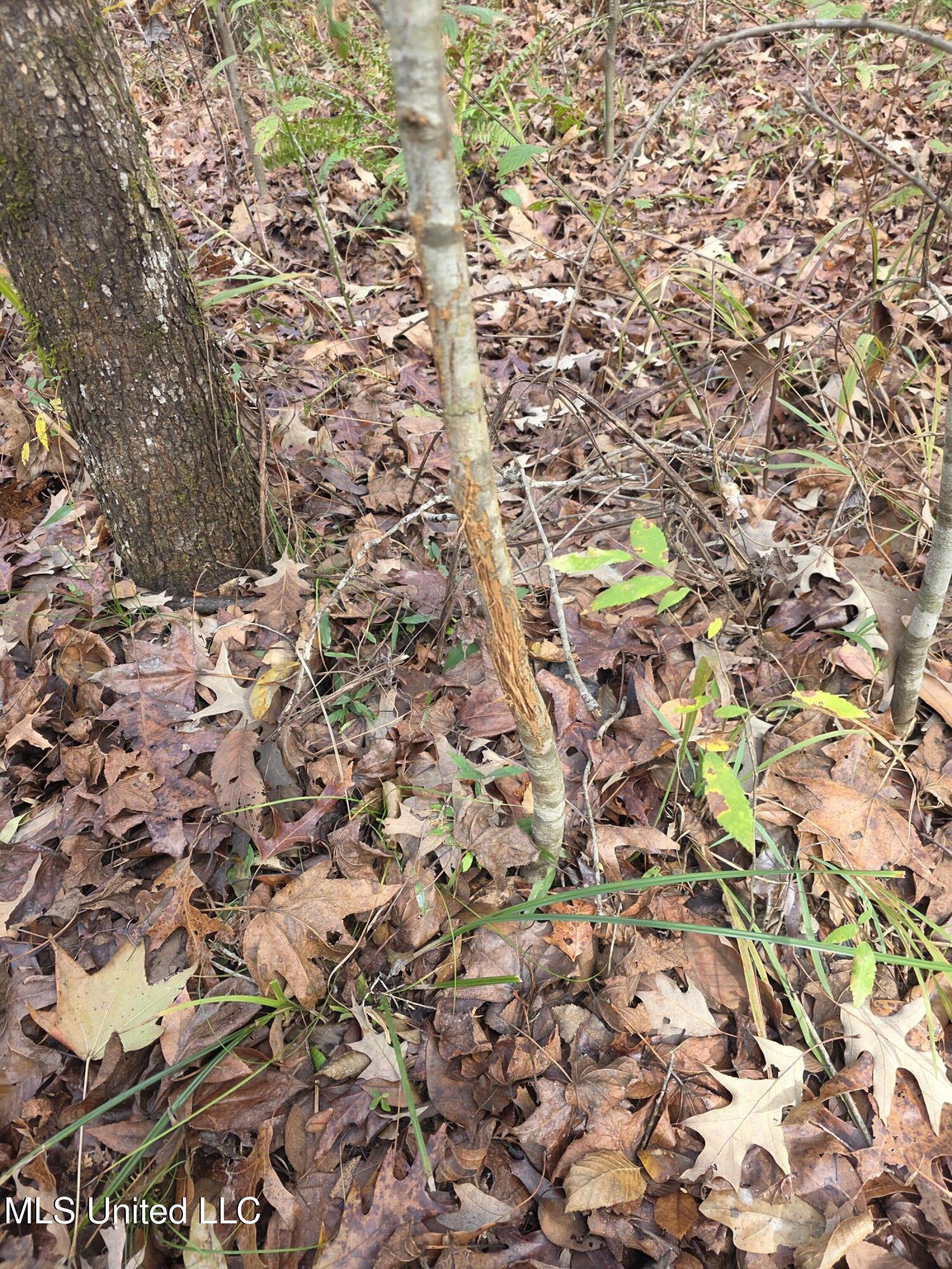 Tate Road Natchez, MS 39120 - Photo 3 of 74 21392