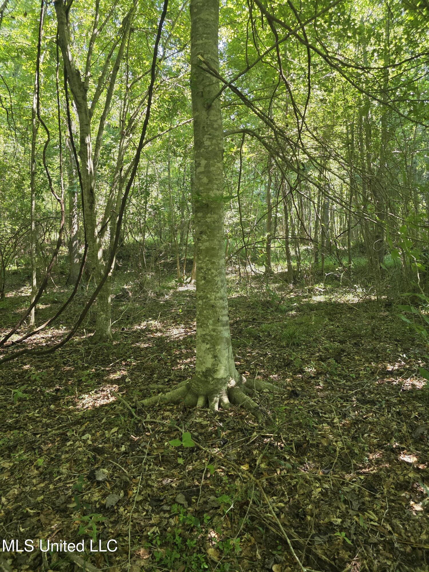 Tate Road Natchez, MS 39120 - Photo 41 of 74 15861