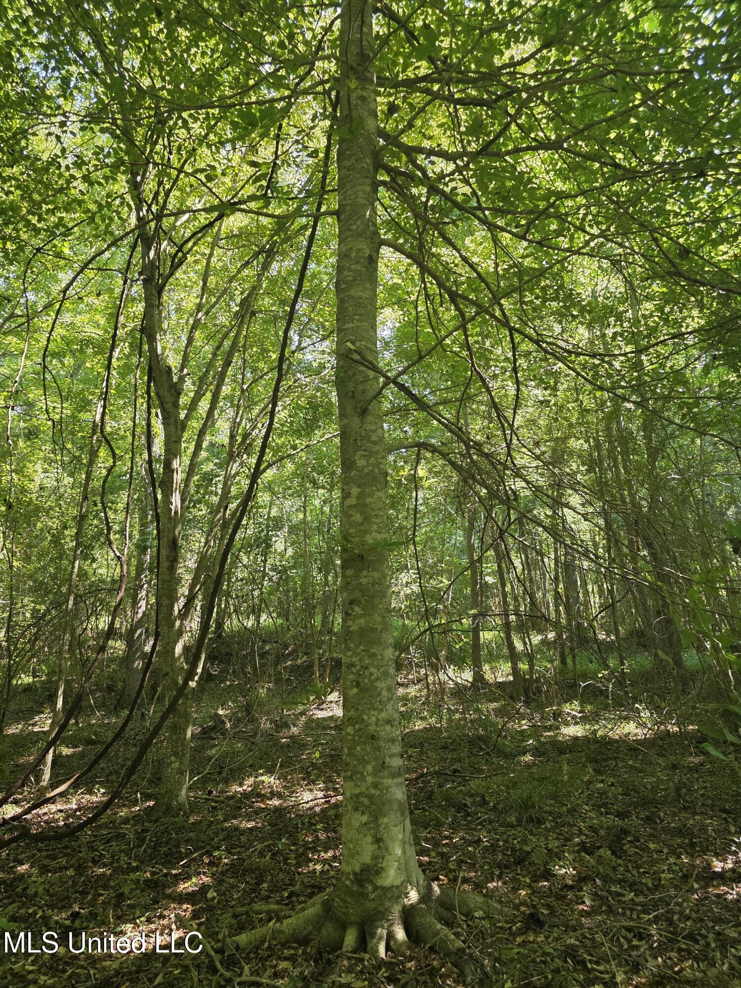 Tate Road Natchez, MS 39120 - Photo 42 of 74 15862