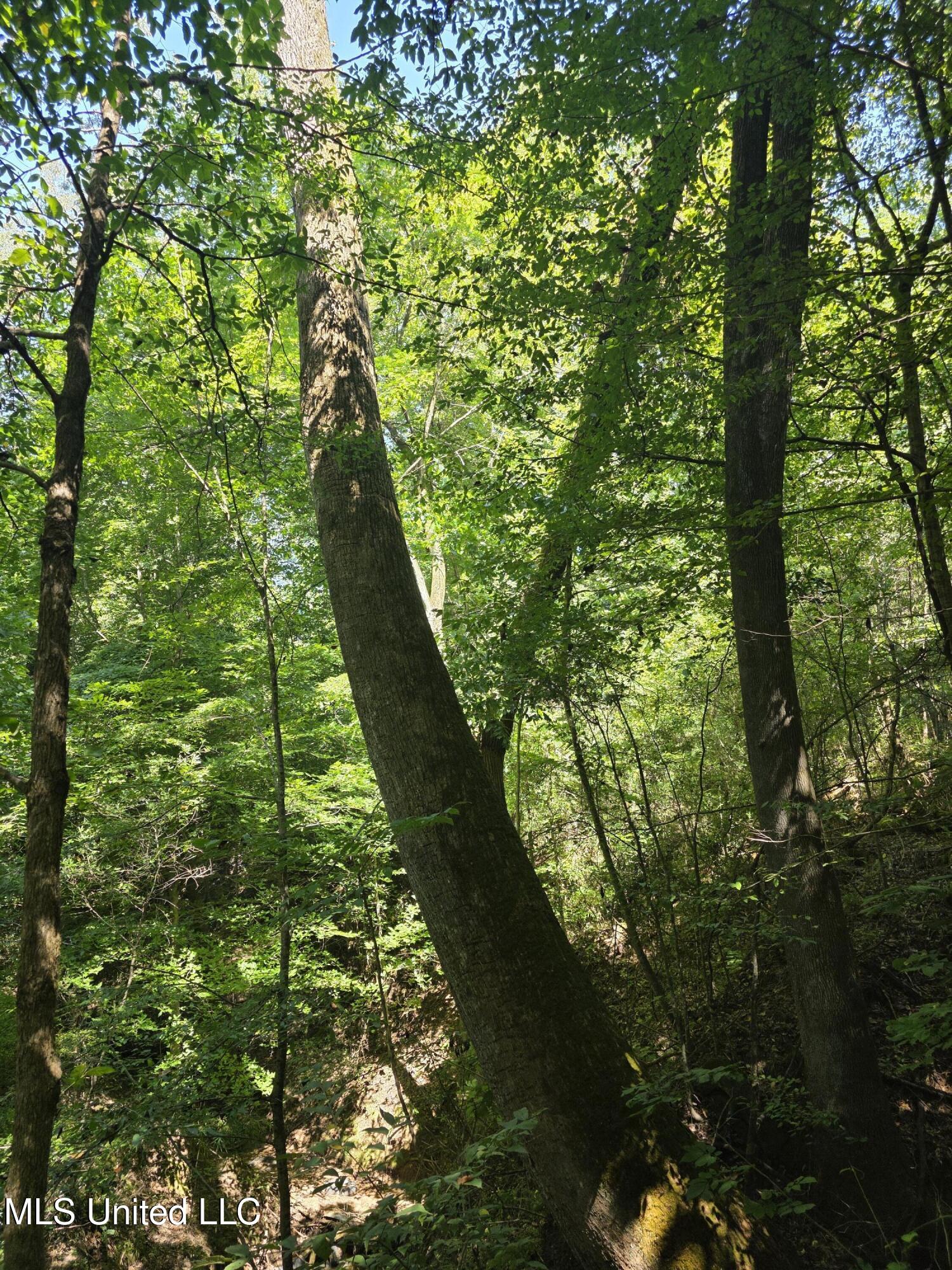 Tate Road Natchez, MS 39120 - Photo 46 of 74 15866