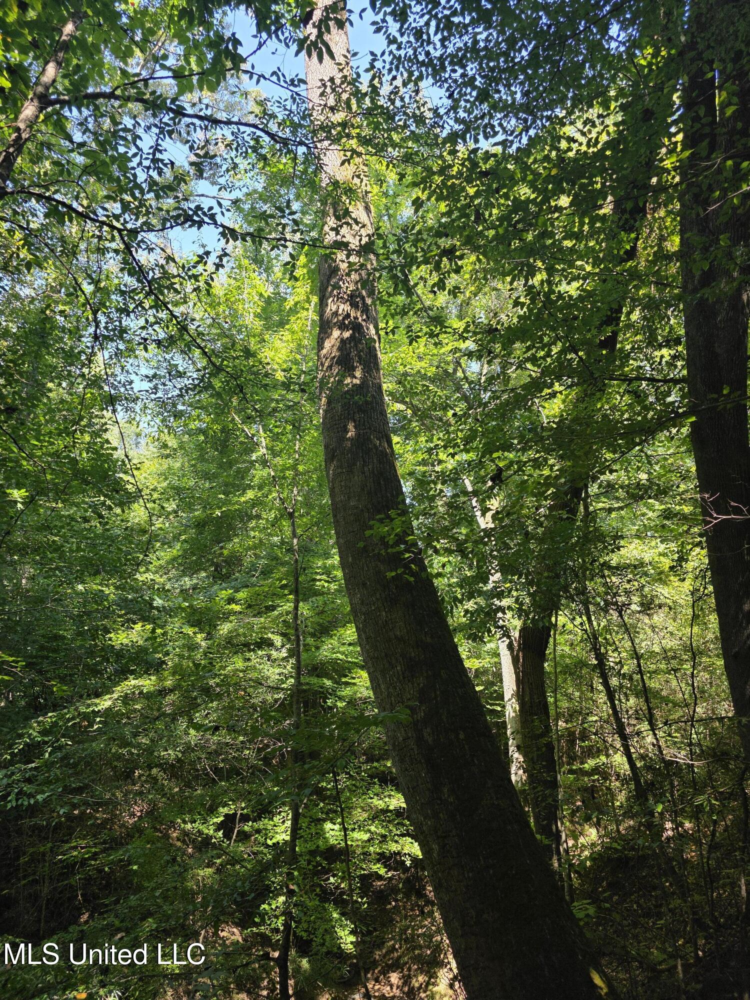 Tate Road Natchez, MS 39120 - Photo 47 of 74 15867