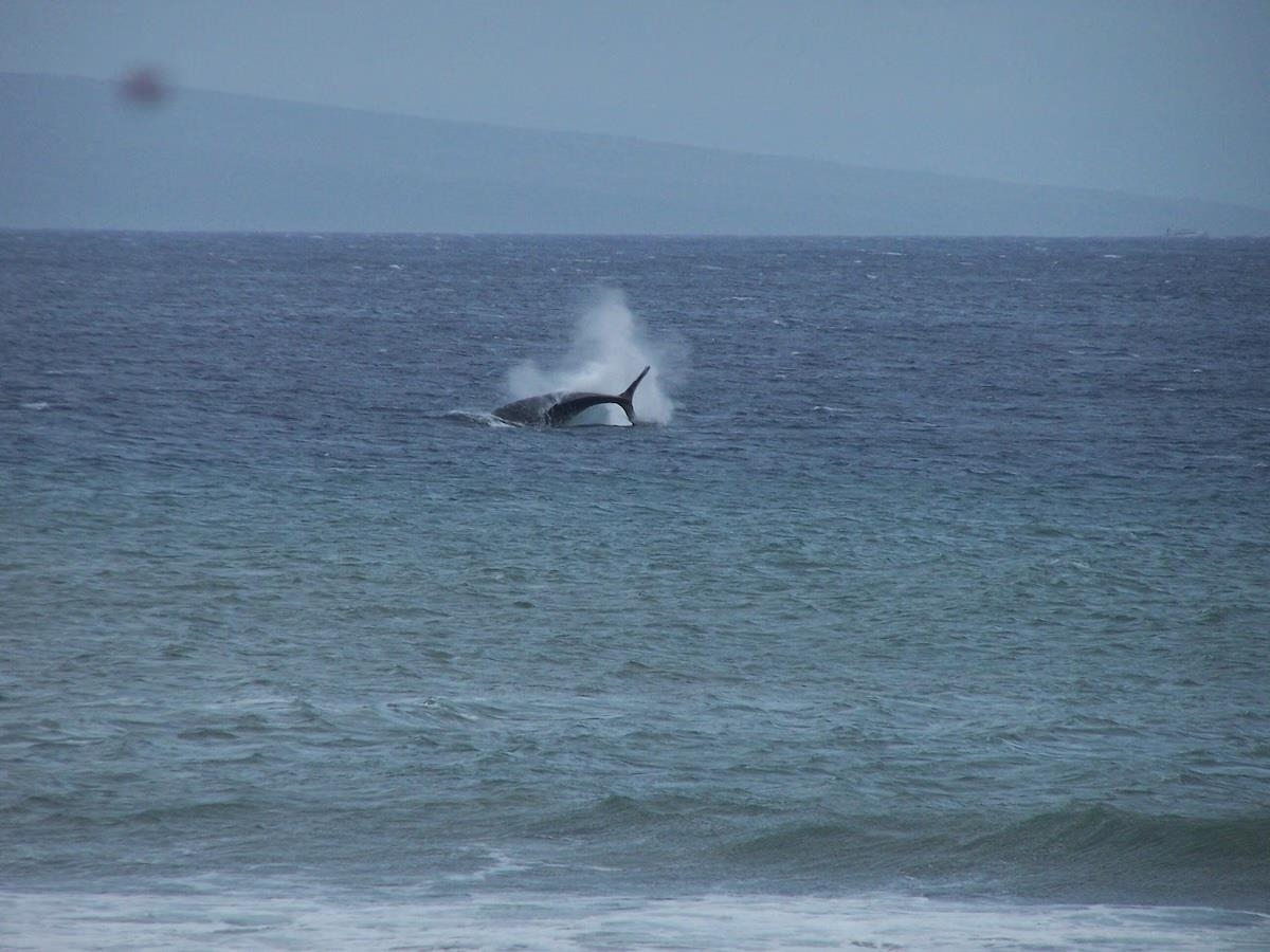 3543 Lower Honoapiilani Road, Unit L302 Lahaina, HI 96761 - Photo 39 of 45