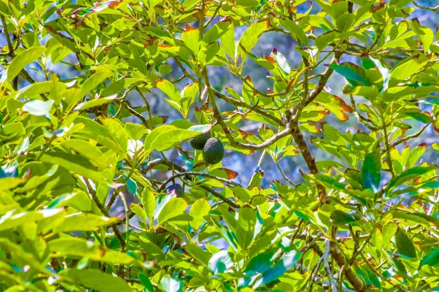 $2,195,000 | 2854 Albatross Street, San Diego, CA 92103