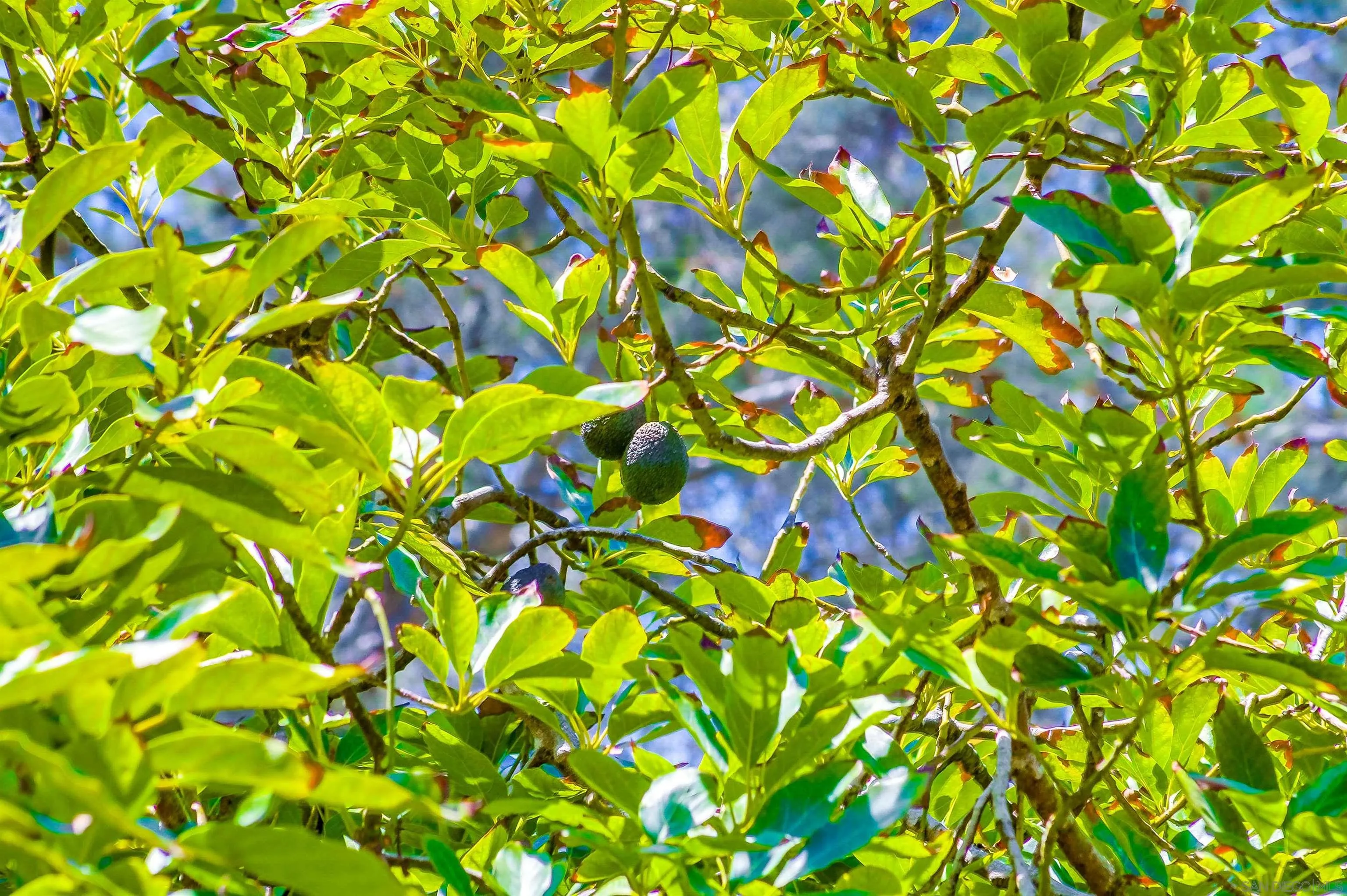 2854 Albatross Street San Diego, CA 92103 - Photo 46 of 51