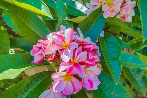 $2,195,000 | 2854 Albatross Street, San Diego, CA 92103