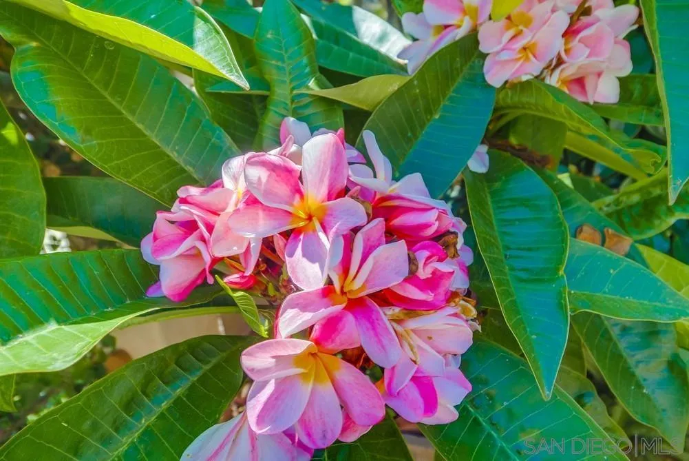 2854 Albatross Street San Diego, CA 92103 - Photo 51 of 51