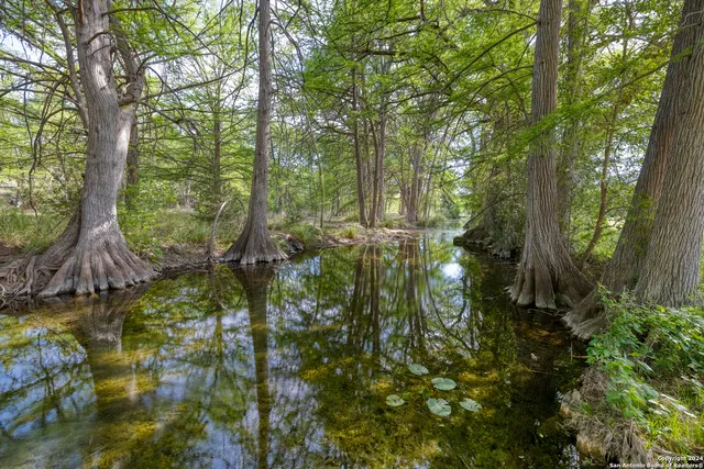a view of a forest with trees in the background