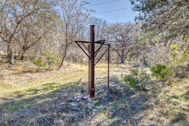 a close up of a tree in a yard