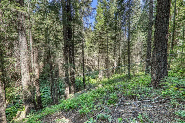 a view of a forest with trees