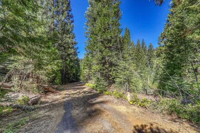 a view of a yard with a tree