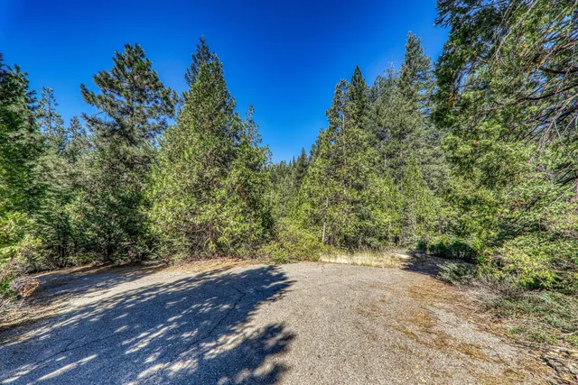 a view of a forest with trees