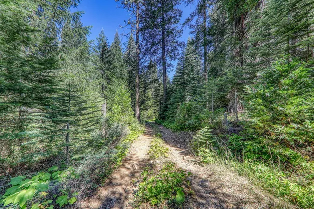 a view of a forest with trees in the background